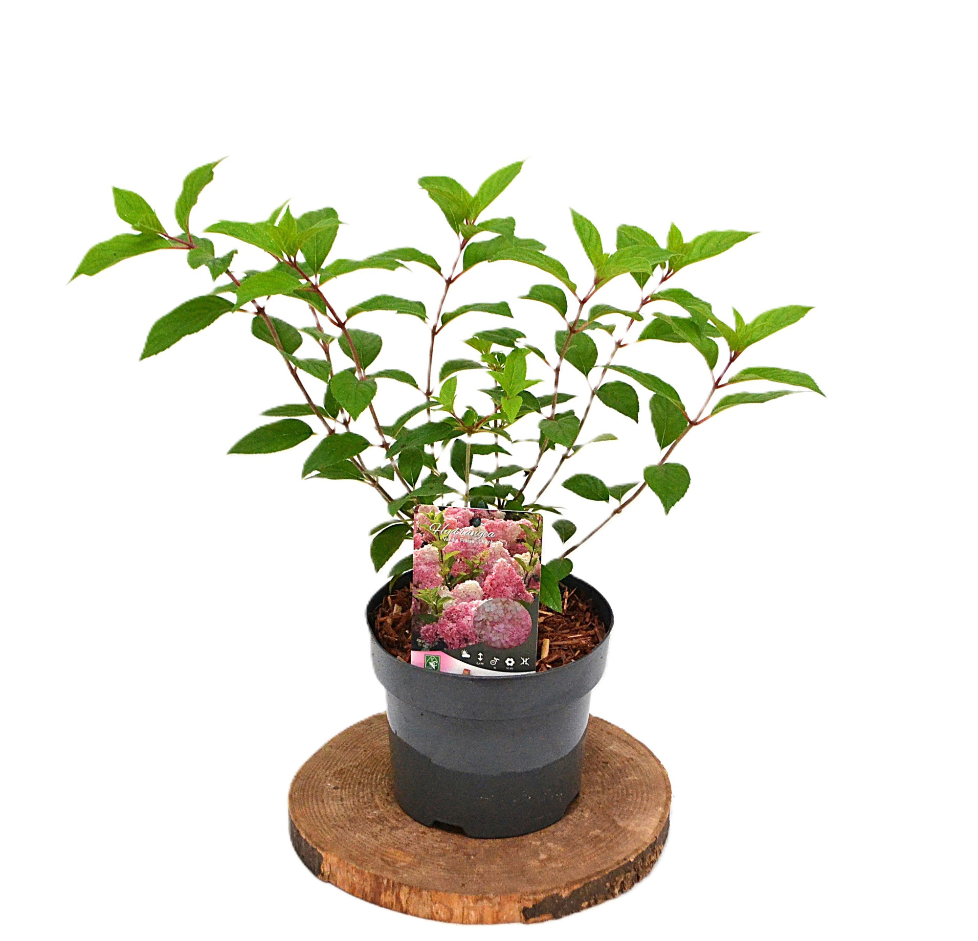Hydrangea paniculata Vanille-Fraise C3, D 19