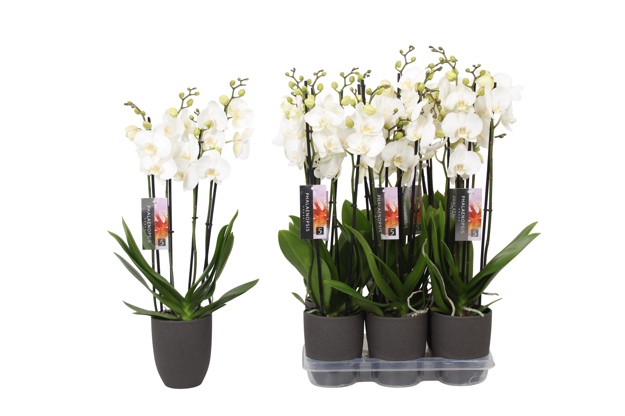 Phalaenopsis White, 4-spike Anthracite Ceramics, D 12 cm