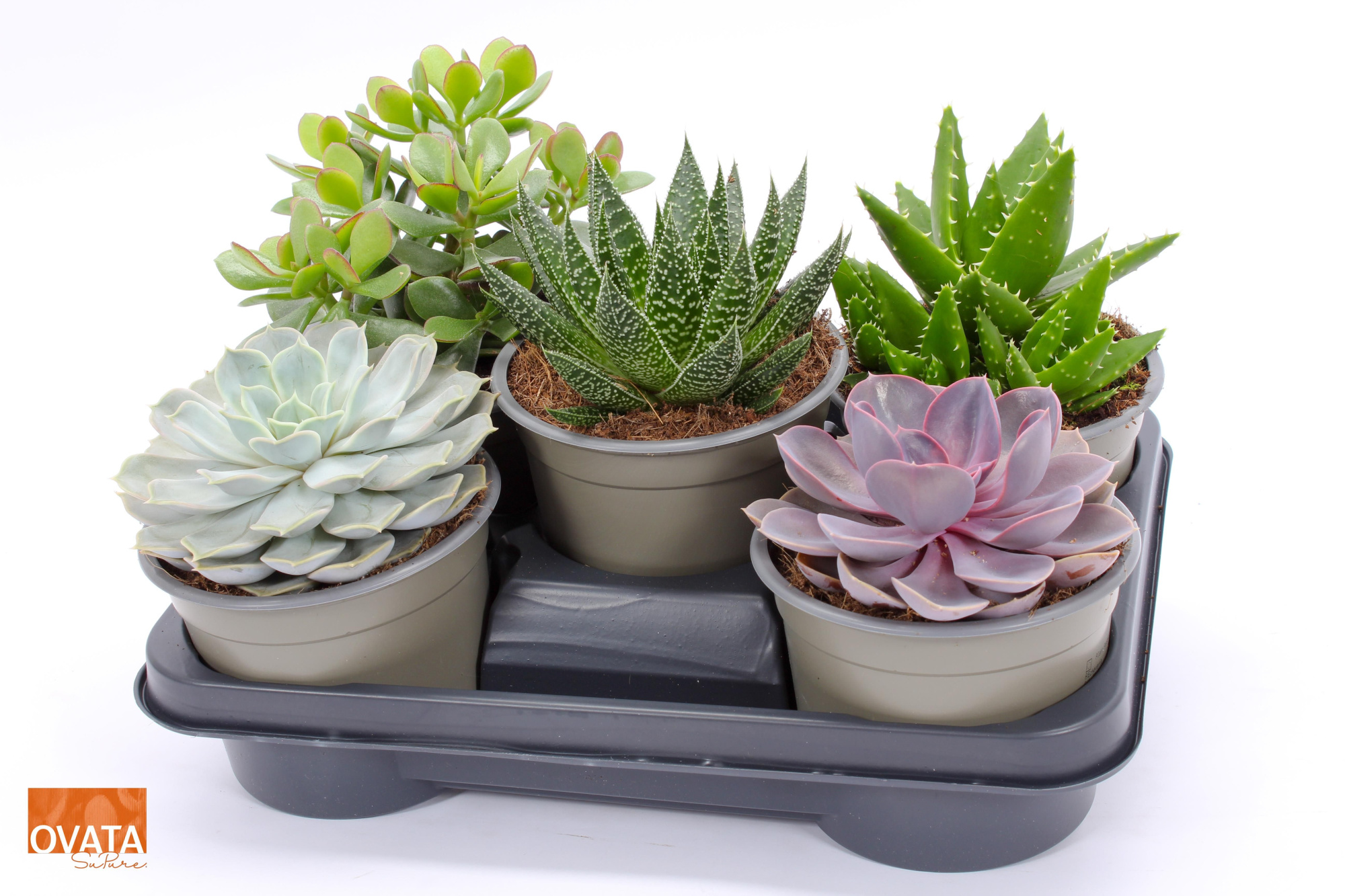 Succulent mix 14 UK - NON CITES, D 14 cm