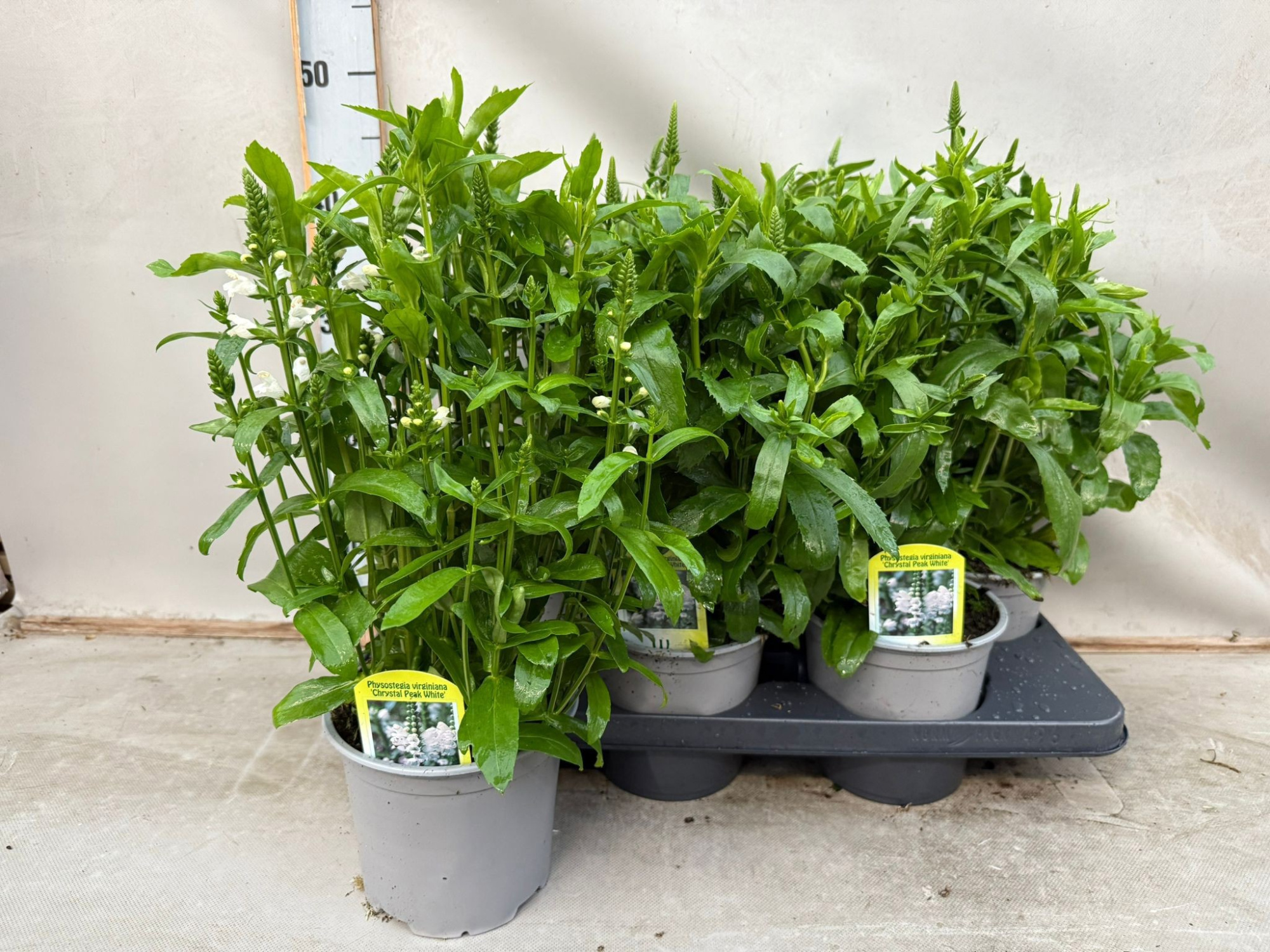 Physostegia Virginia Crystal Peak White, D 15 cm