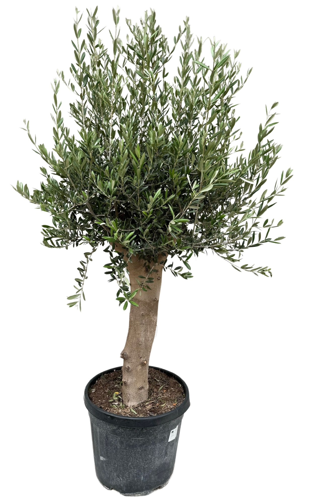 Olea europea P45 stam, D 45 cm