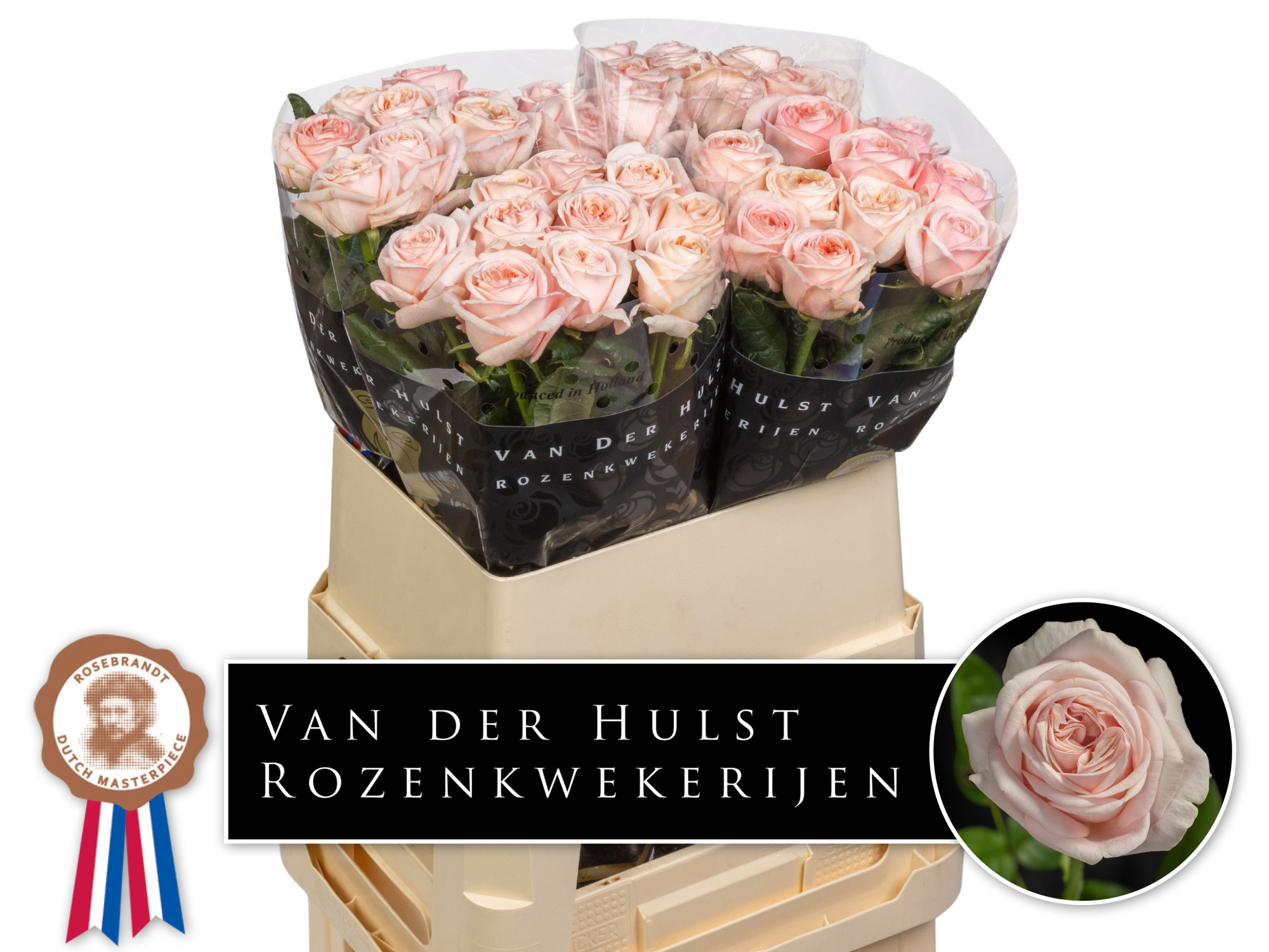 Роза од. Трес Джоли 80, шт.