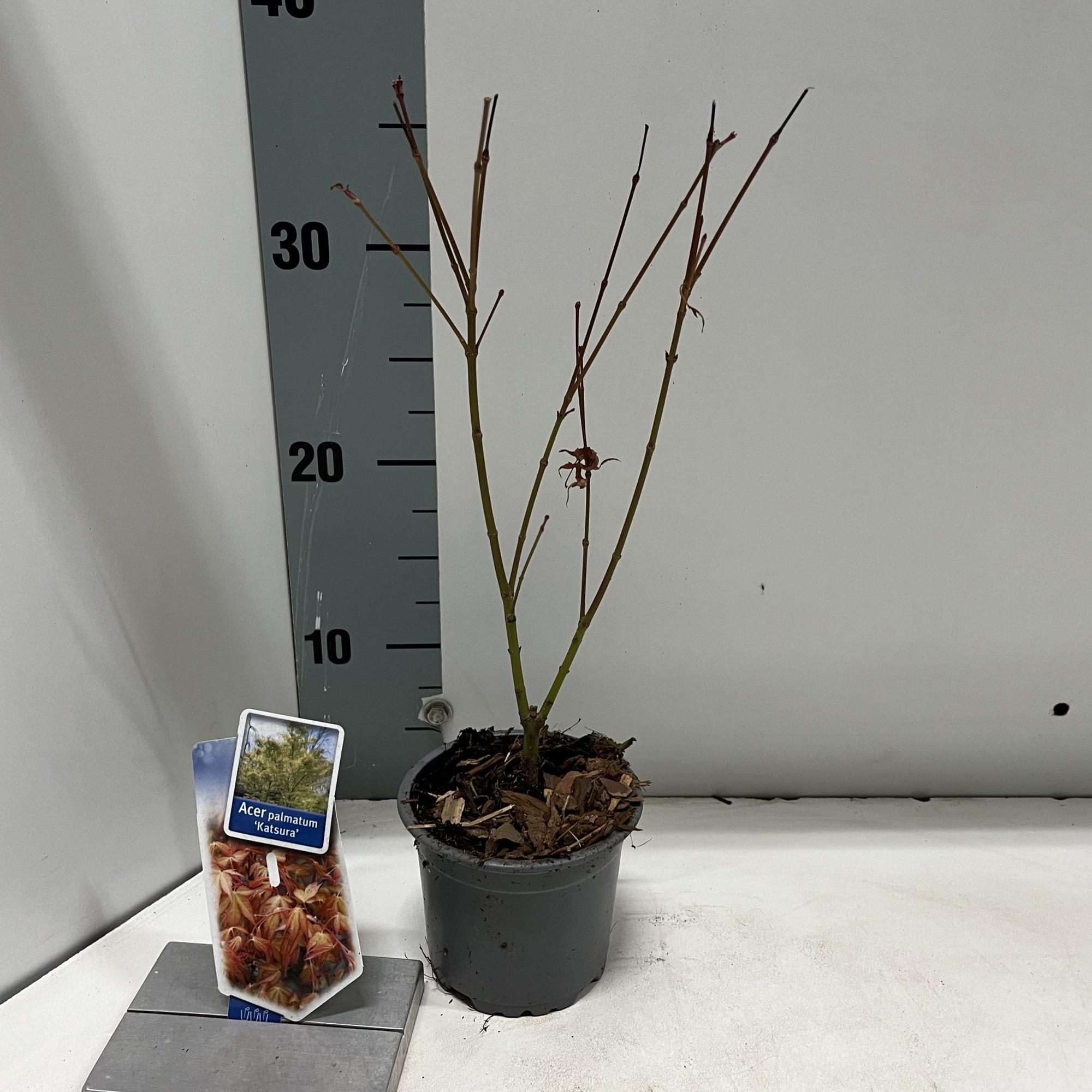 Acer pal. 'Katsura', D 10,5