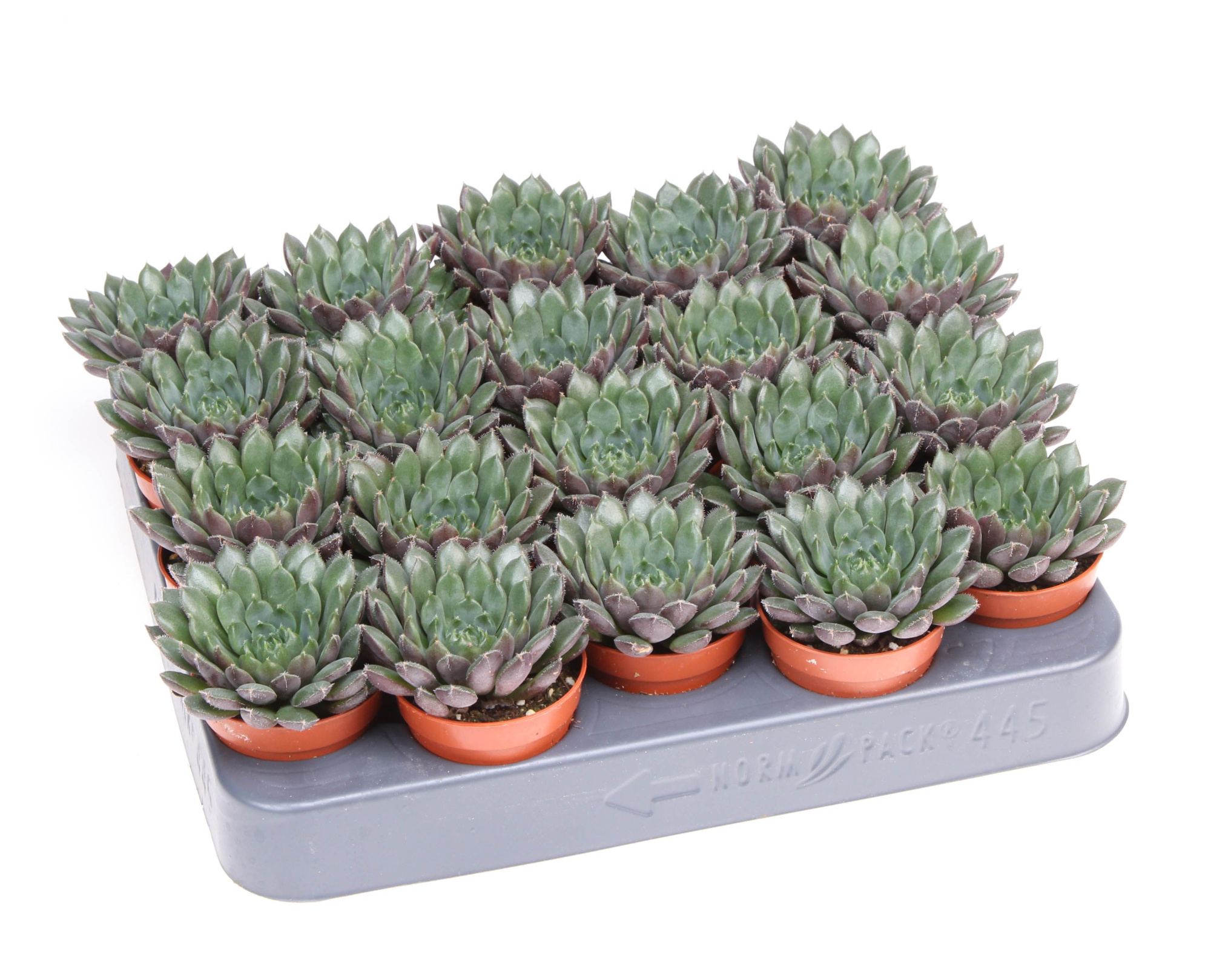 Echeveria scorpio, D 5,5