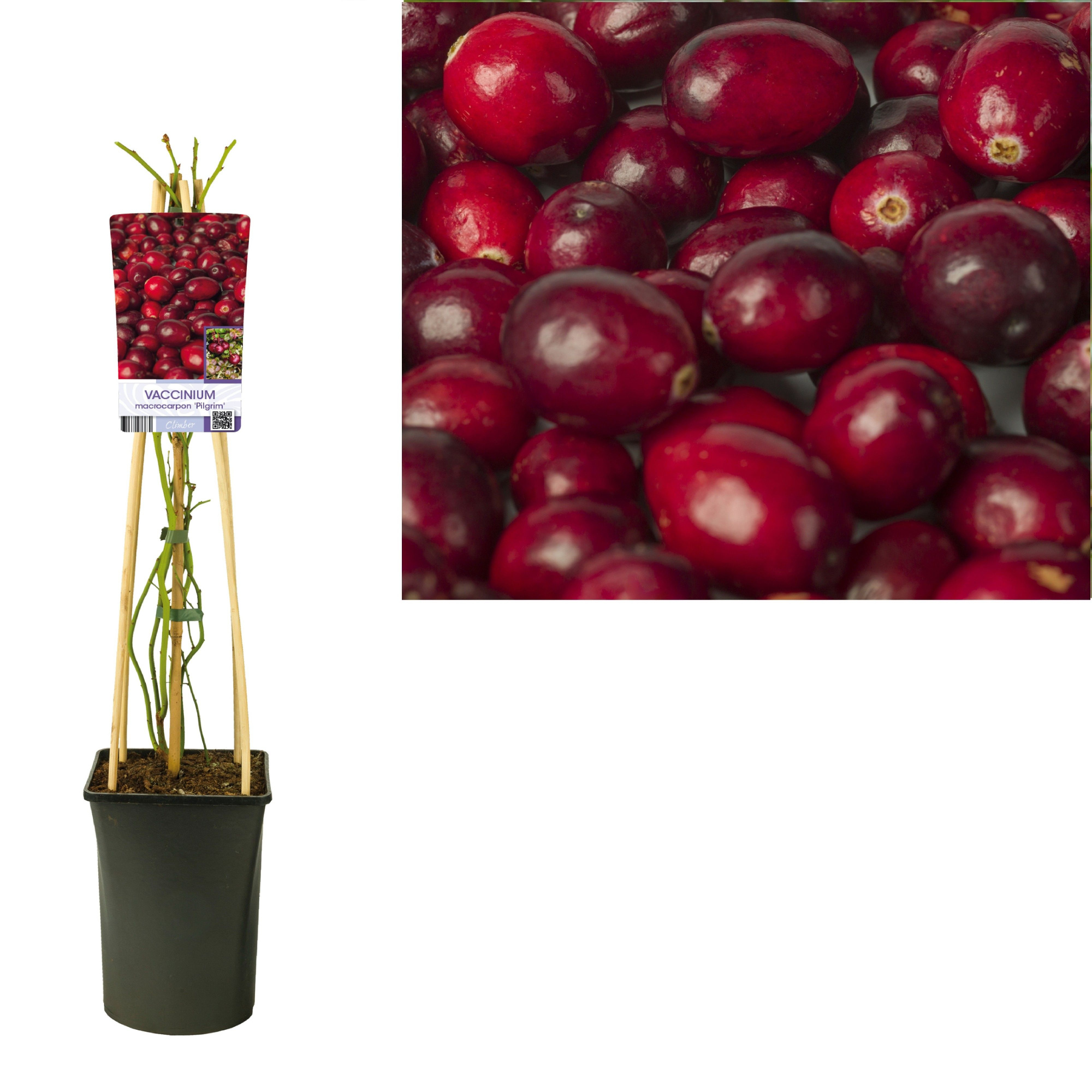 Vaccinium macrocarpon 'Pilgrim' +light label, D 17