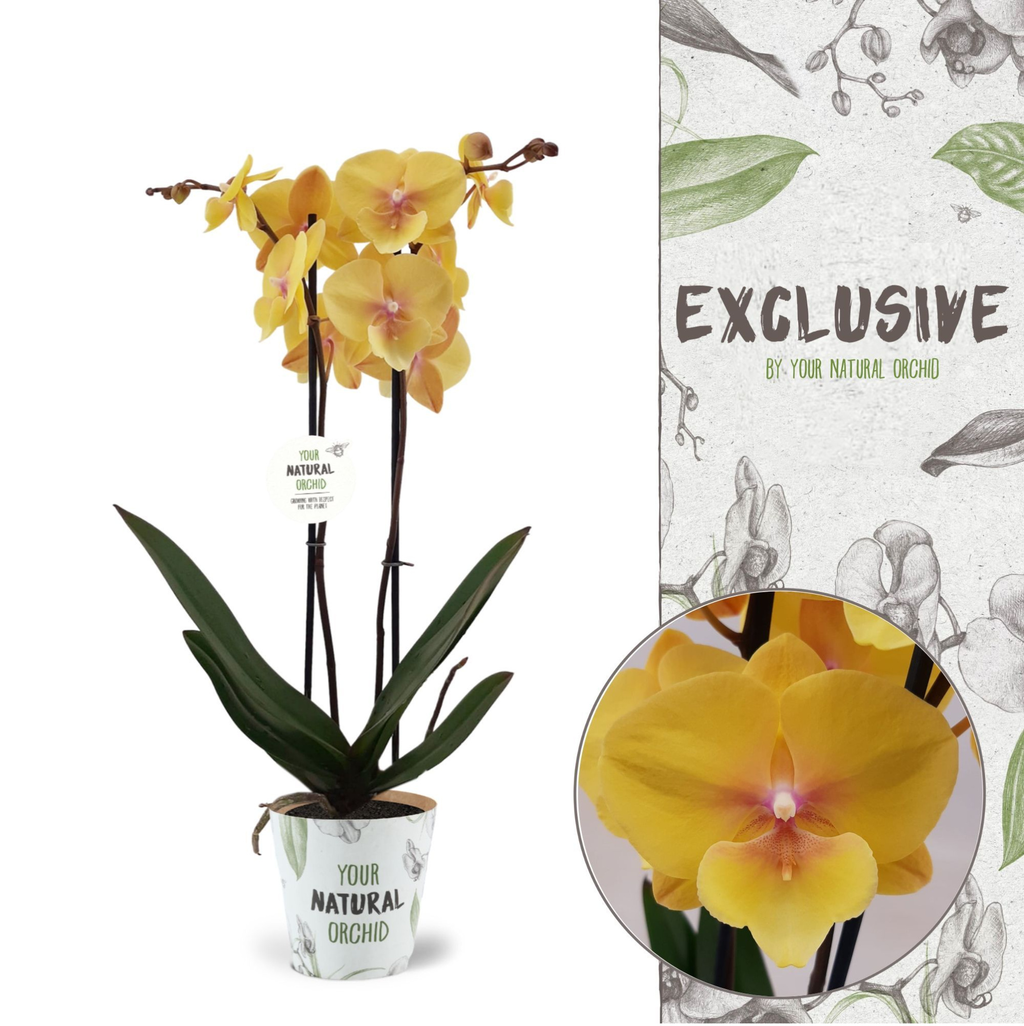 Your Natural Orchid | Manta Palau | Phalaenopsis 2 spike, D 12 cm