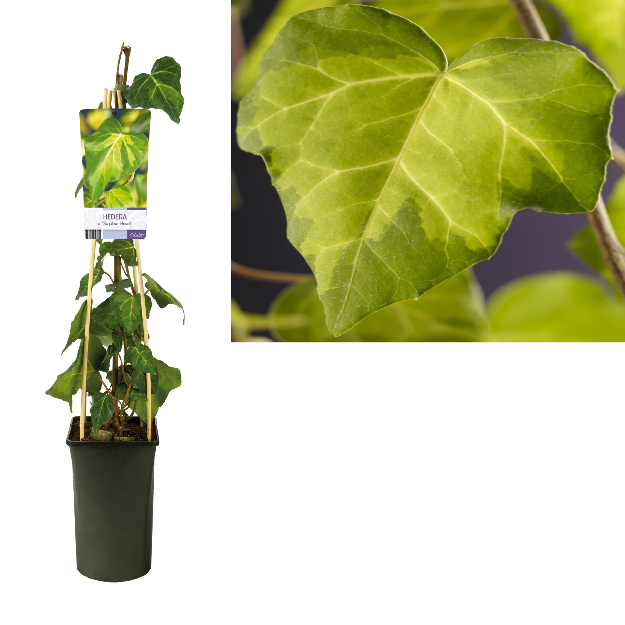 Hedera c. 'Sulphur Heart' +light label, D 17 cm