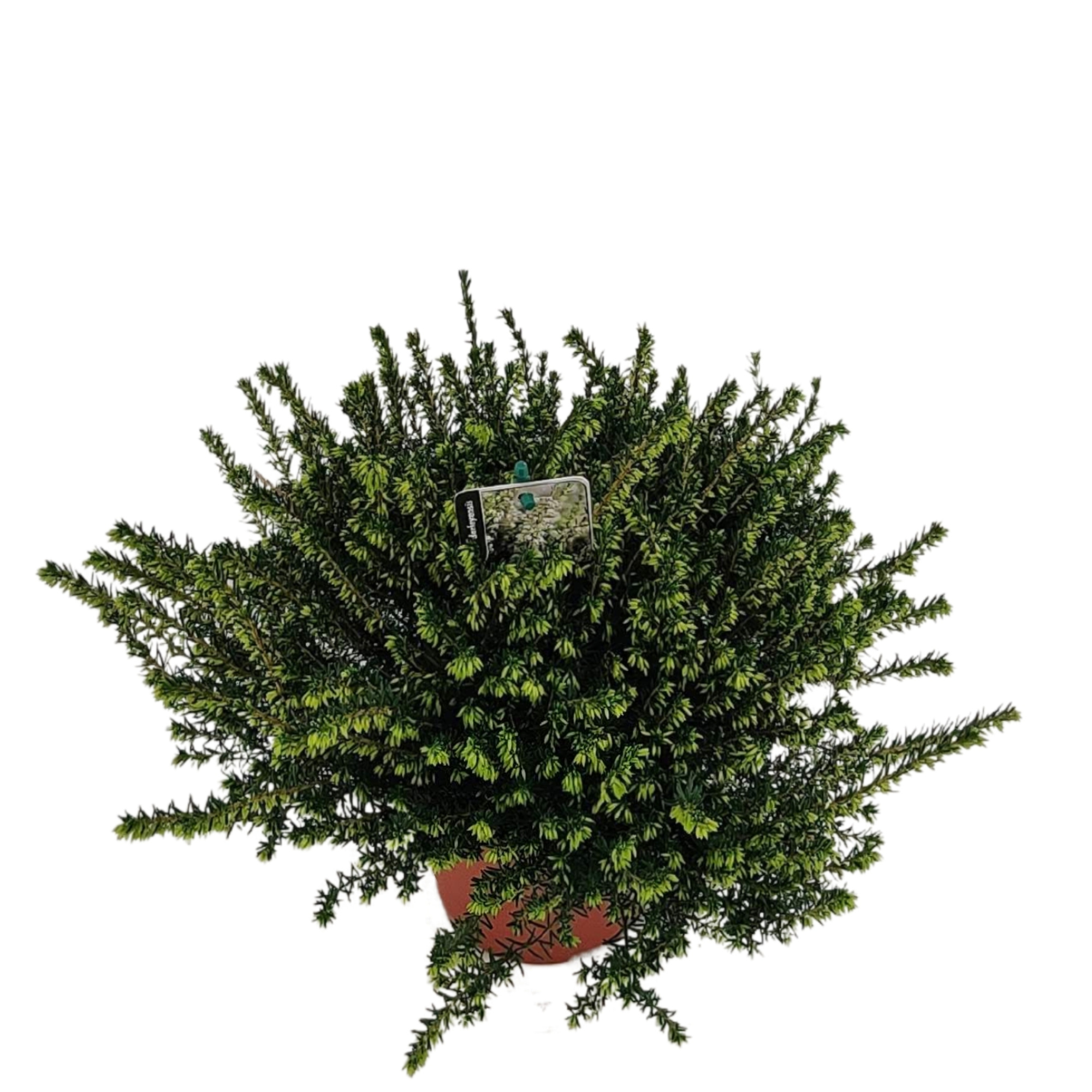 Erica Darleyensis P13 'wit', D 13 cm