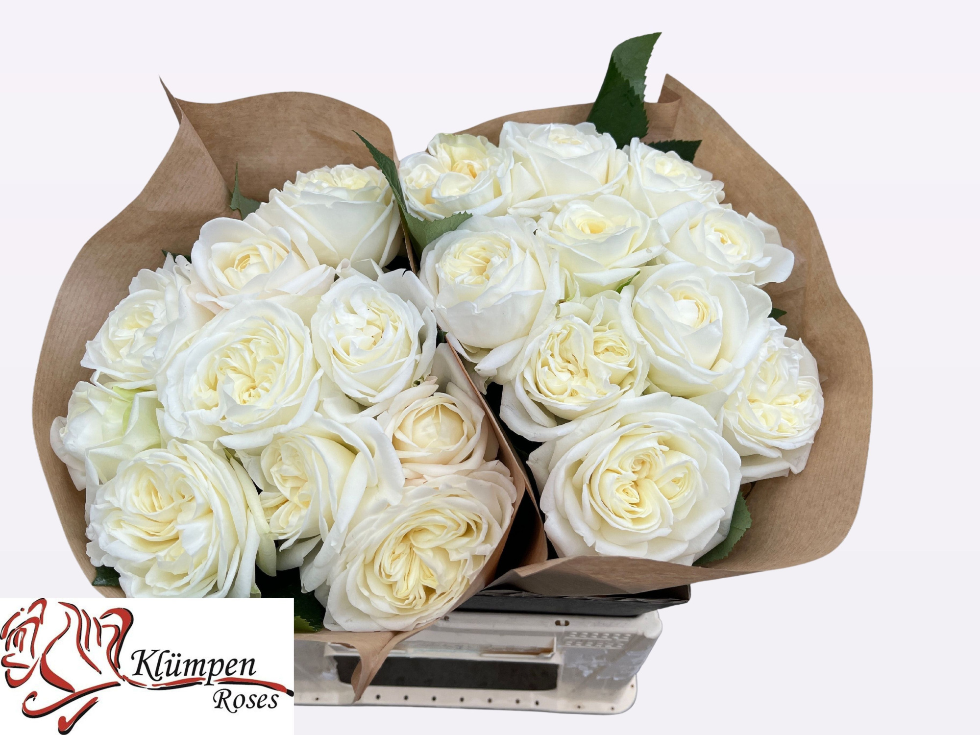 Роза од. Чик Вайт! 40, шт.