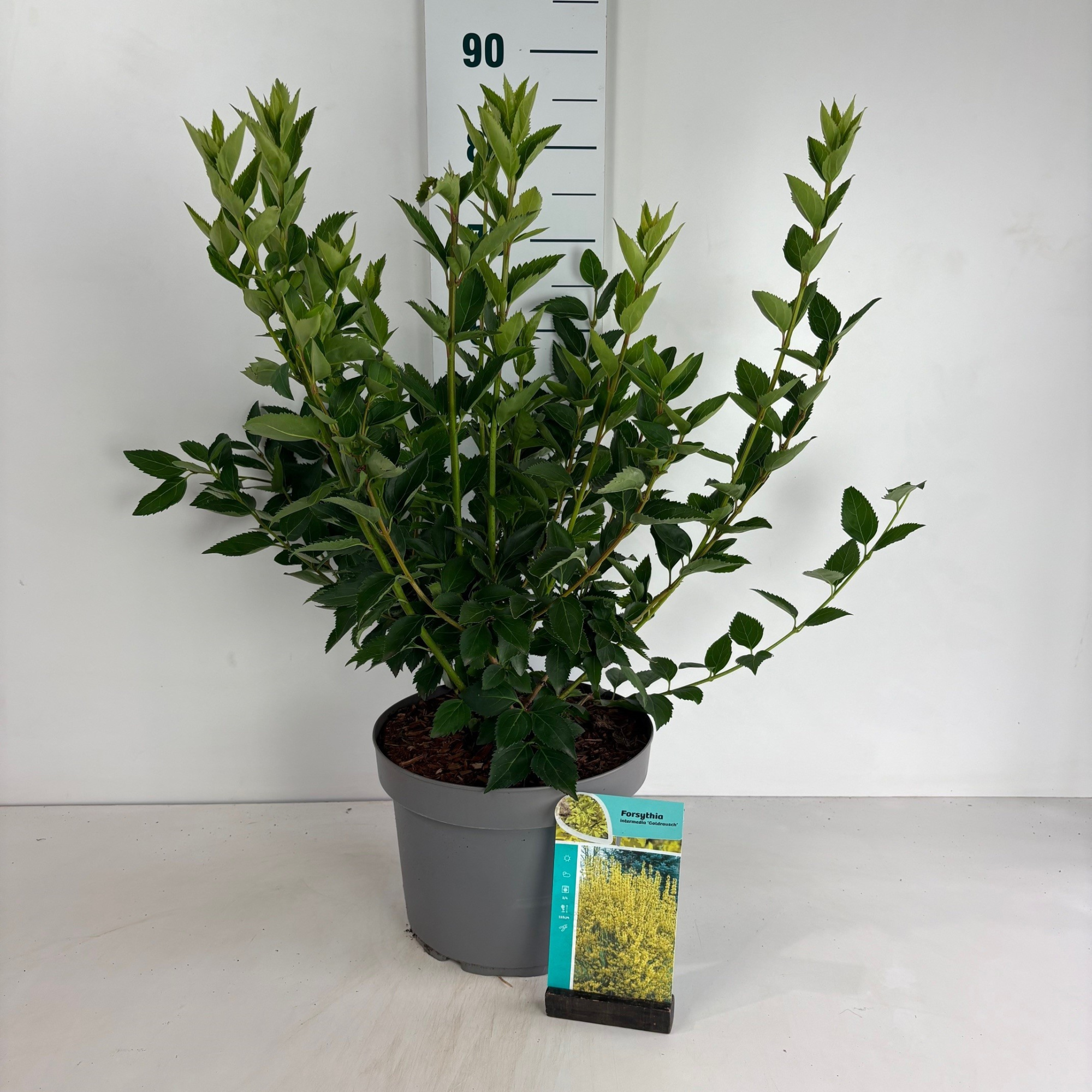 Forsythia intermedia Goldrausch, D 29 cm