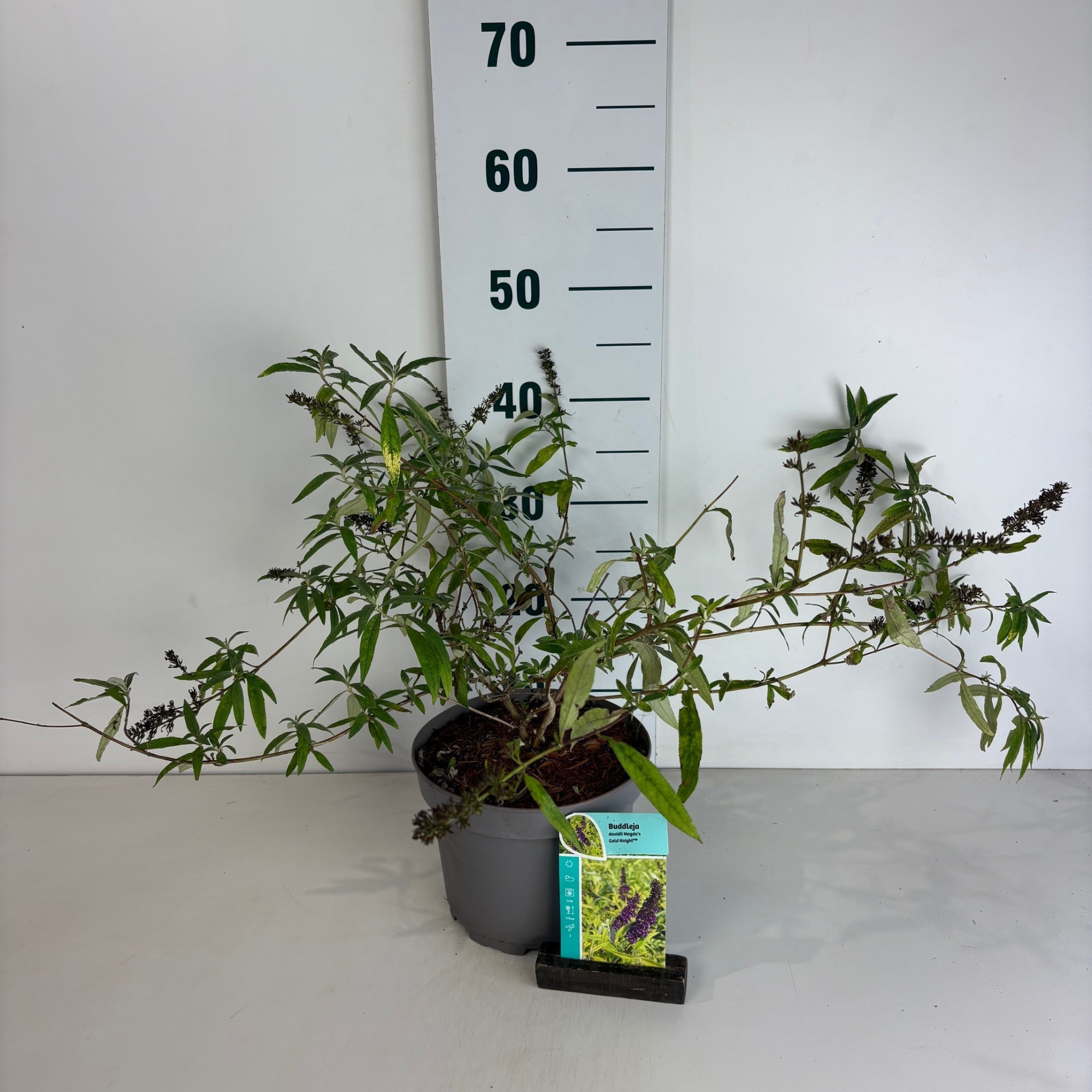 Buddleja dav. 'Magda's Gold Knight' ®, D 20