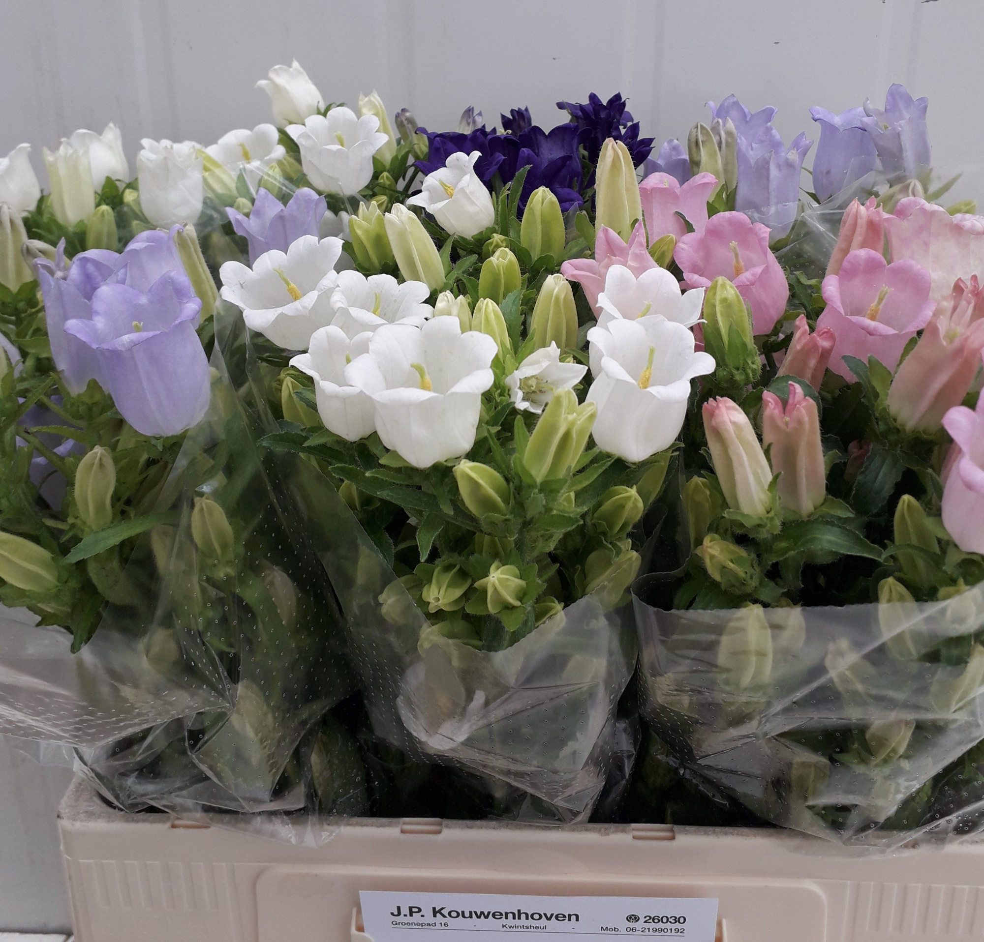 Кампанула Микс 60, шт.