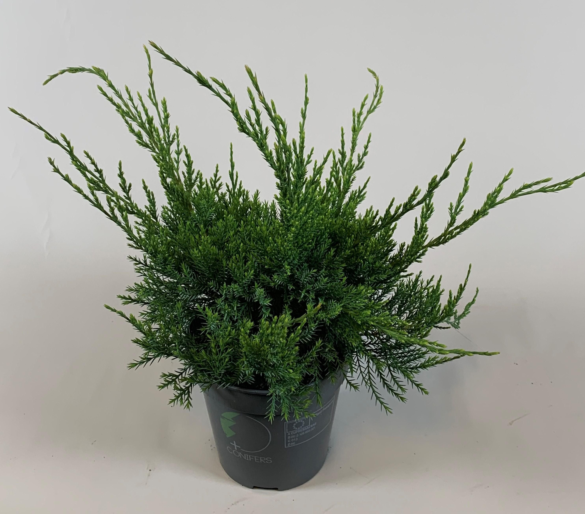 Juniperus x pfitzeriana 'Mint Julep', D 13 cm