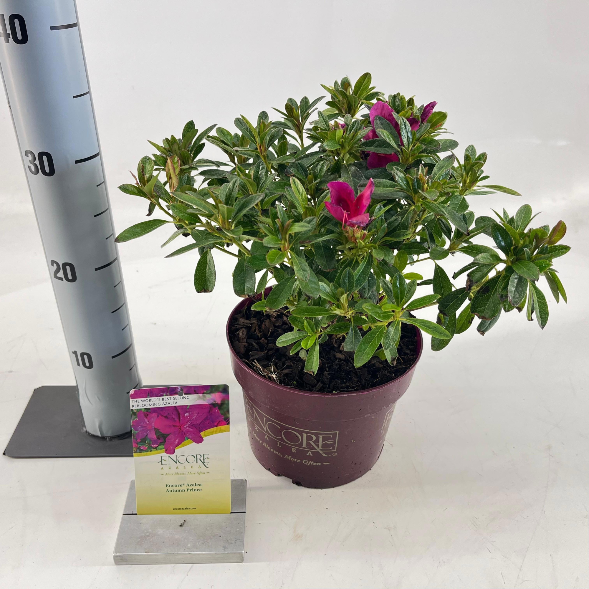 Rhododendron ENCORE® Autumn Prince ('Roblezg'PBR) nieuw, D 19 cm