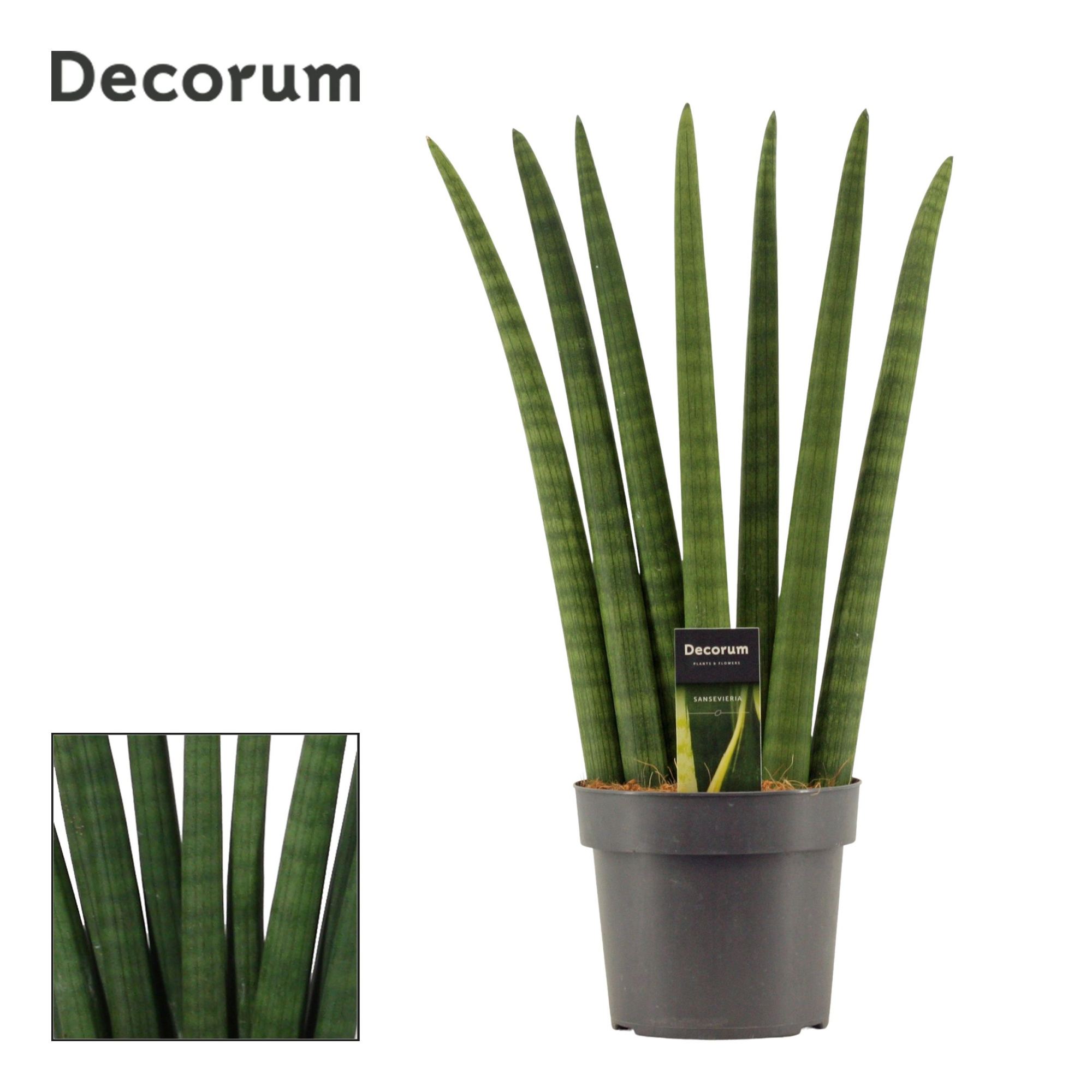 Sansevieria Cylindrica 17 cm Fan (Decorum), D 17 cm