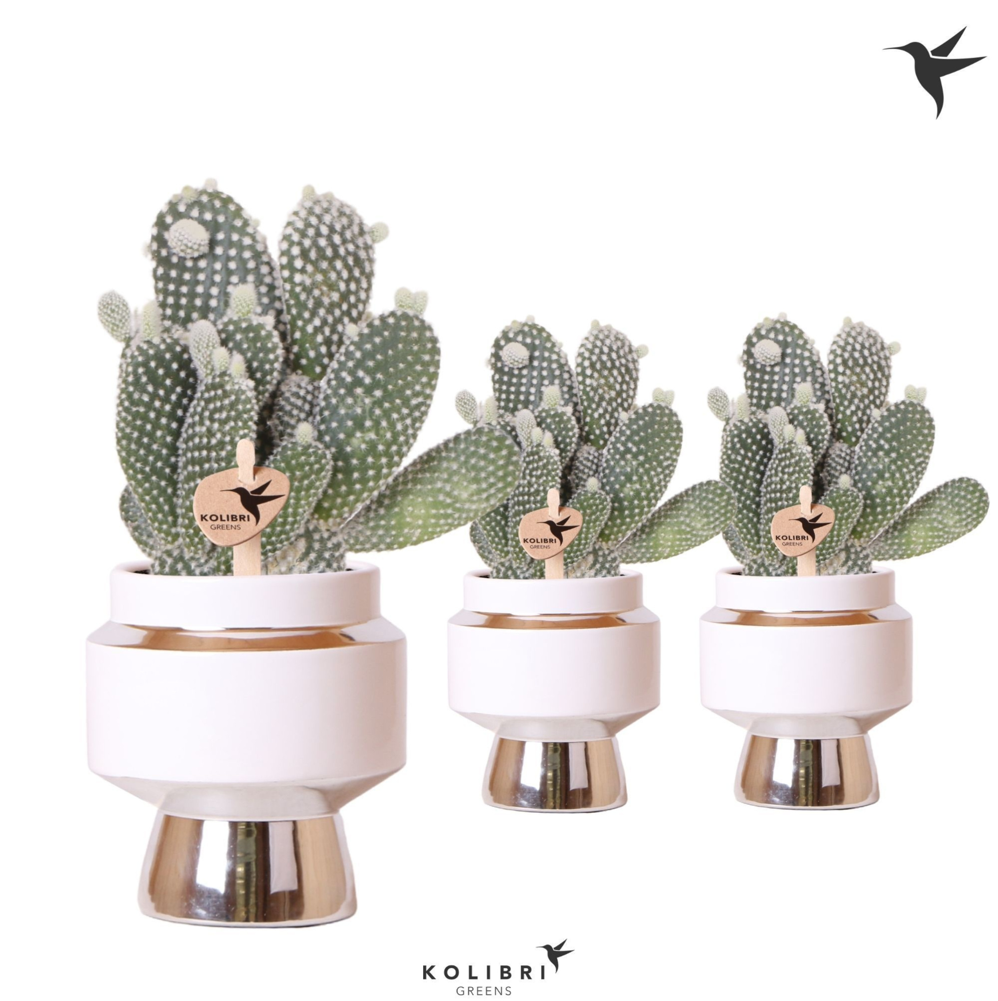 Kolibri Greens Opuntia white in Le Chic pot silver, D 9