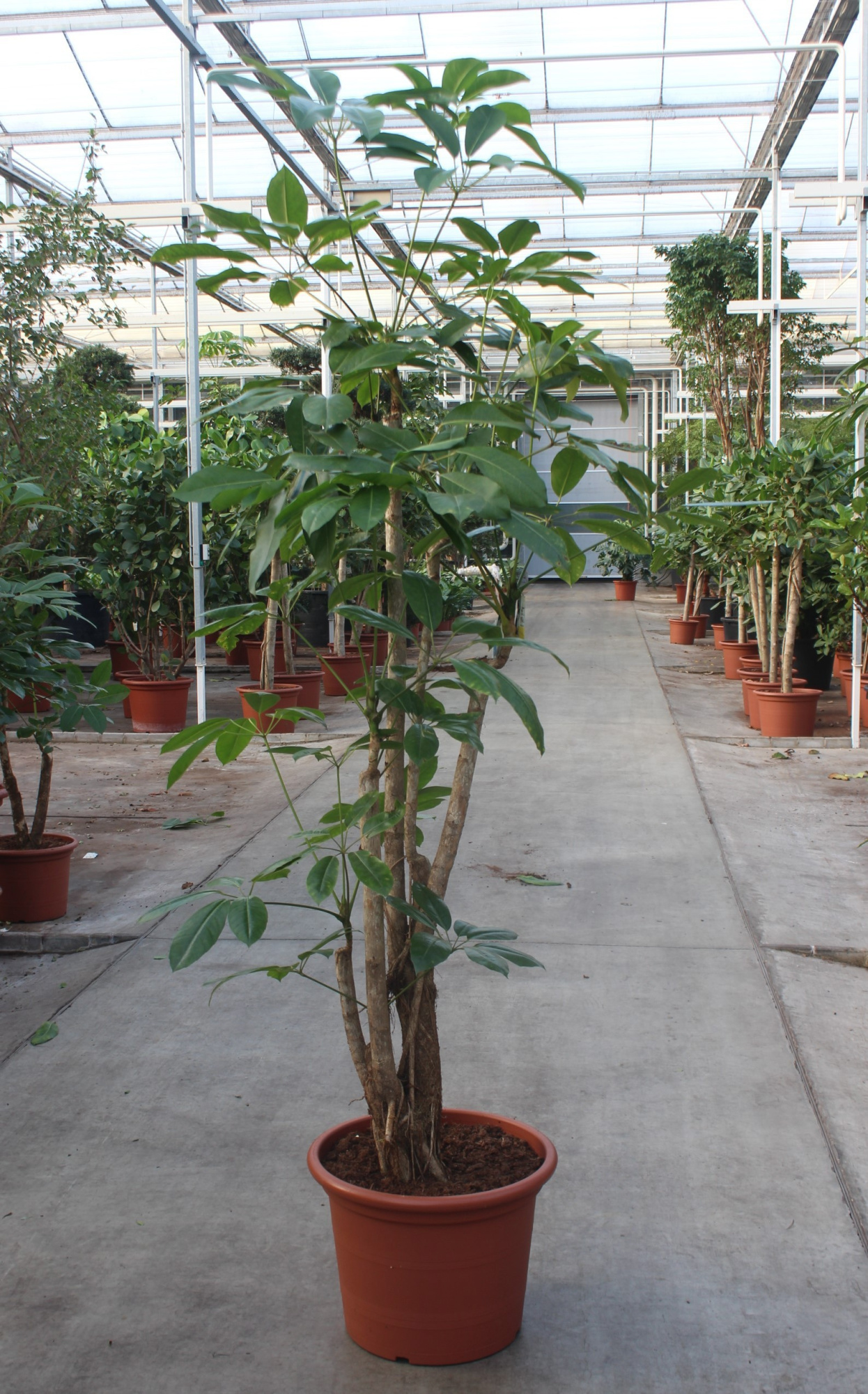 Schefflera actinophylla 'Amate’, D 50