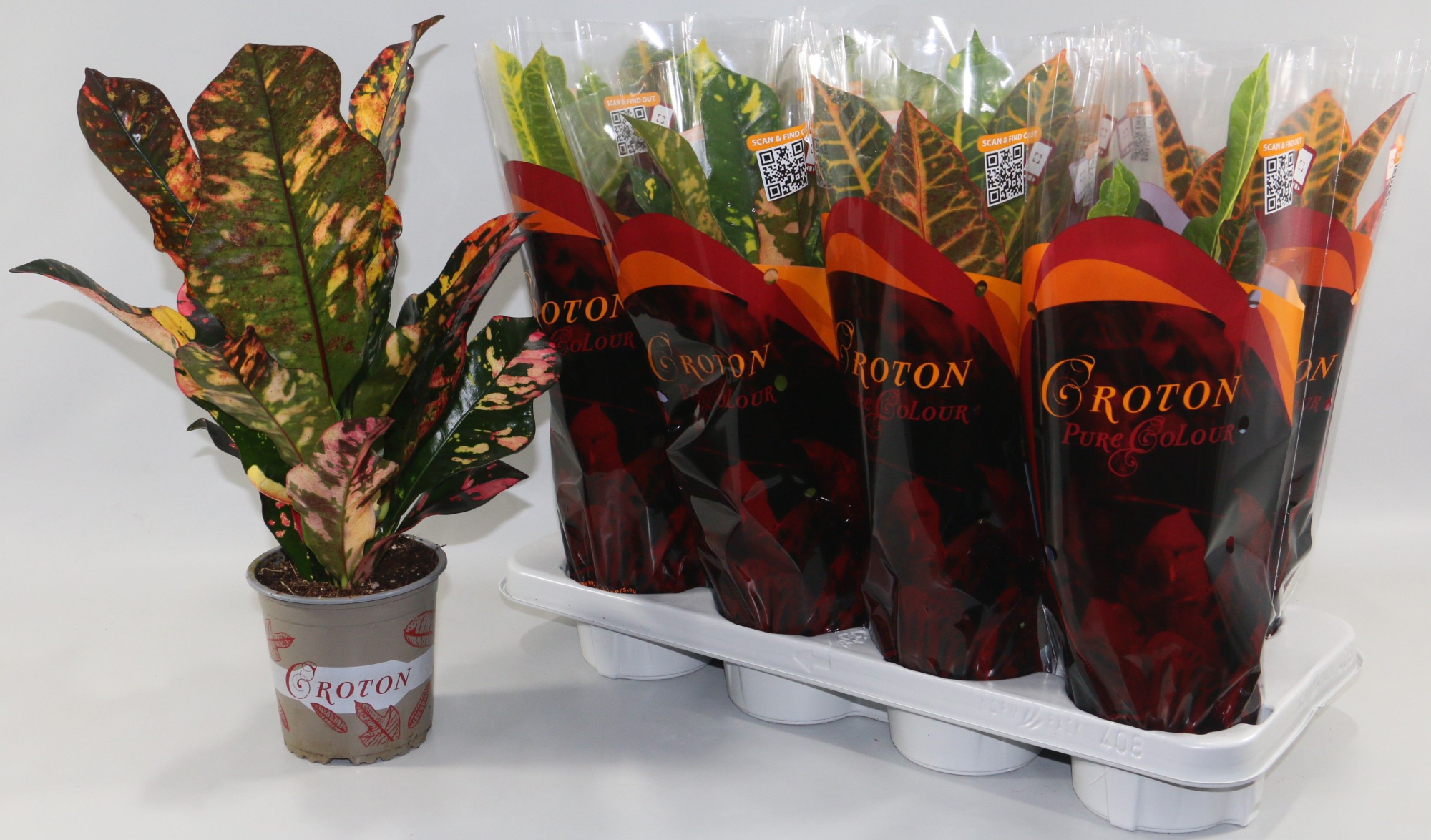 Croton 3 soorten Magnificent,Excellent en Petra"Sunshiners®", D 13
