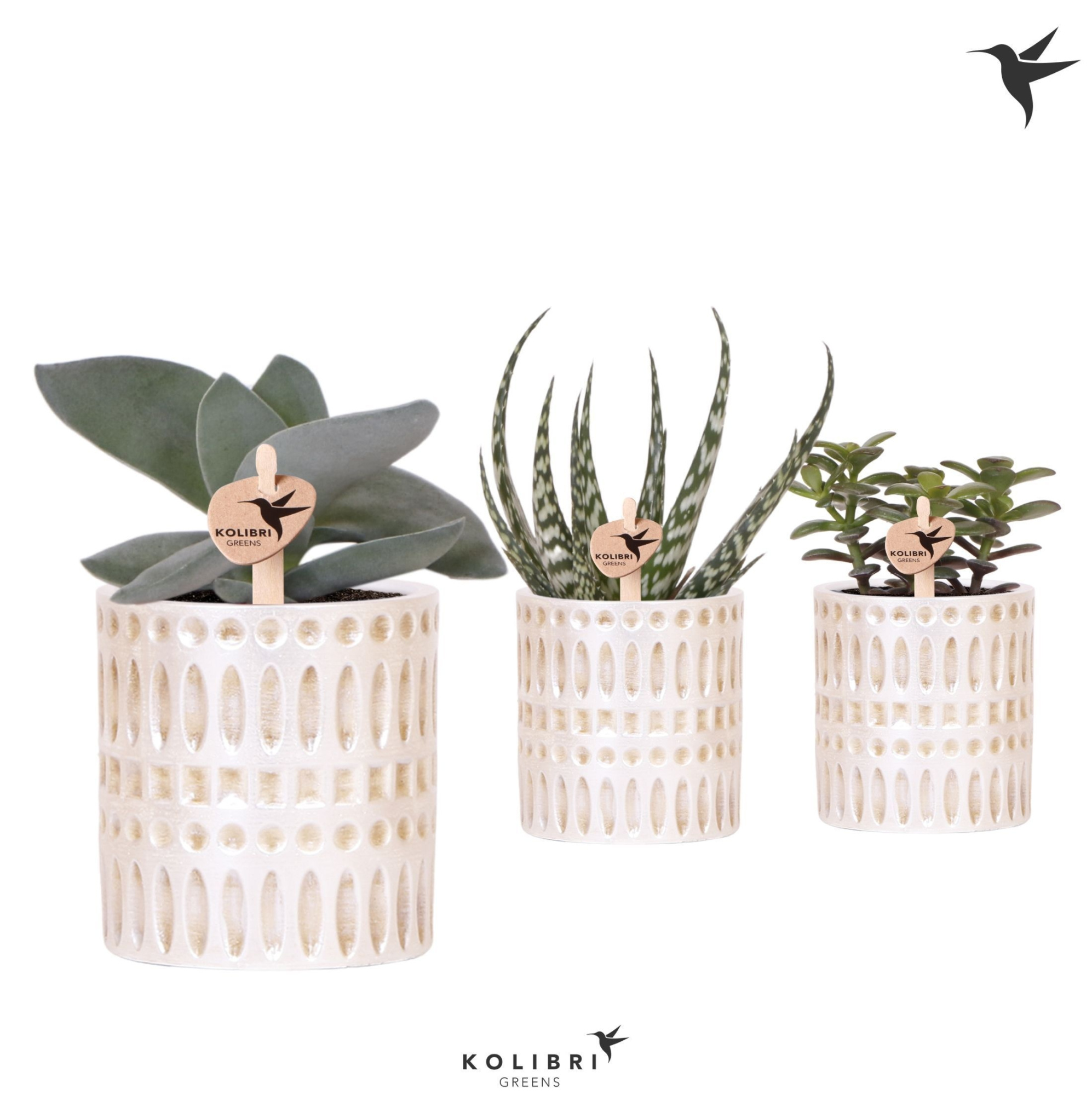 Kolibri Greens Succulenten mix in Mozaiek pot, D 9 cm