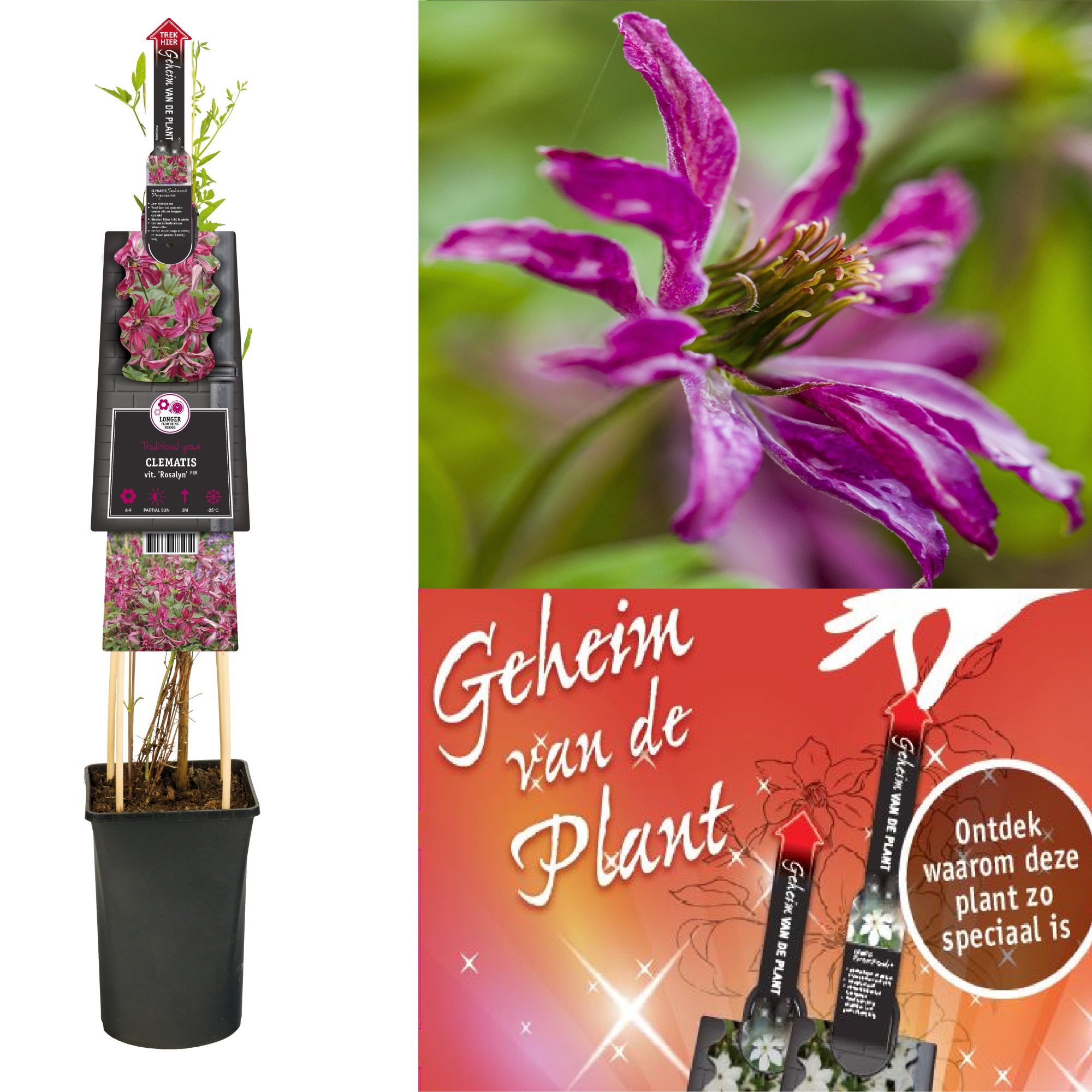 Clematis vit. 'Rosalyn' PBR +3.0 label+ secret of the plant NL, D 17