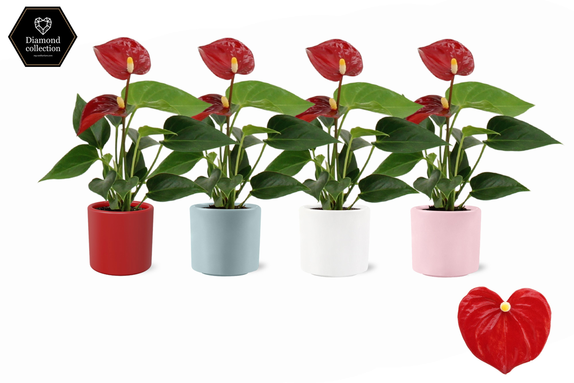 Anthurium 6 cm Micra in Eva love ceramics, D 6