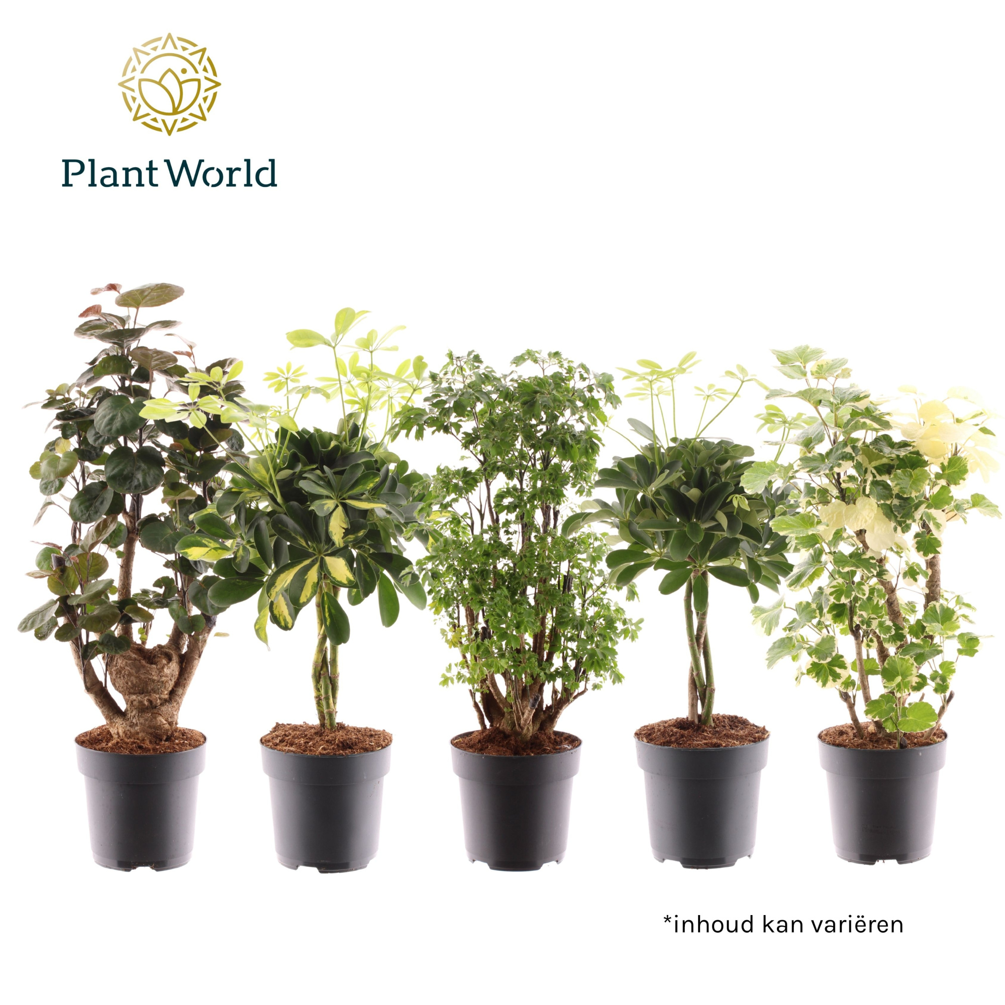 Polyscias vertakt en Schefflera gevlochten stam mix, D 17