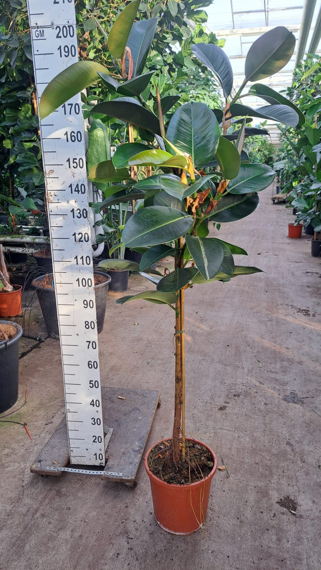 ficus robusta stam 180, D 30 cm