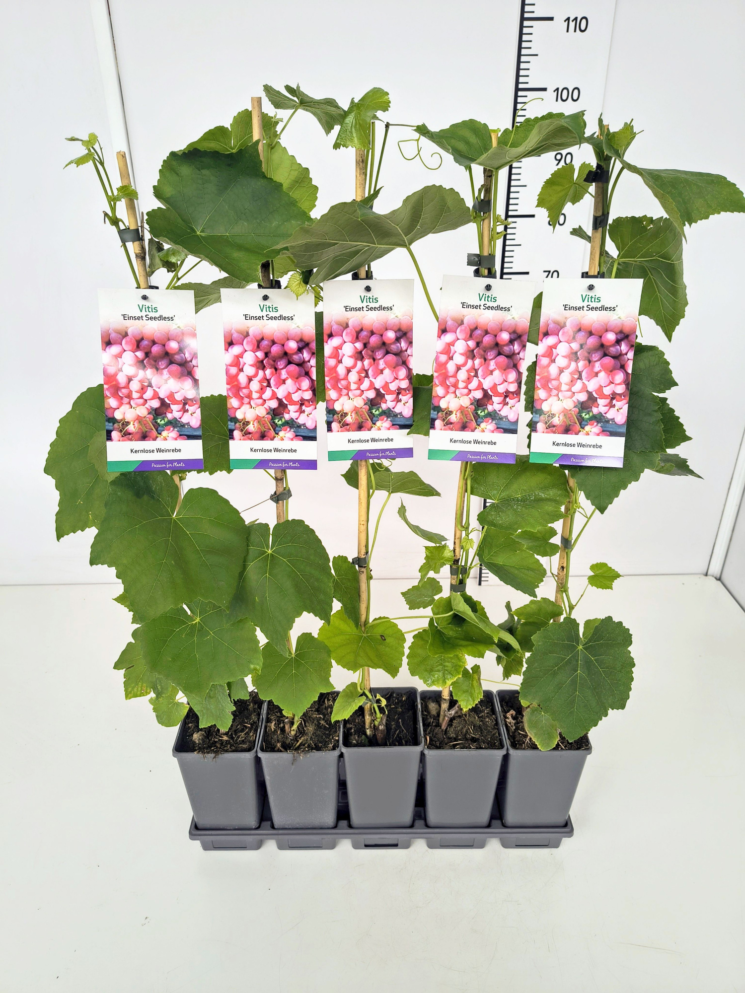 Vitis 'Einset Seedless' 80CMC2, D 17 cm