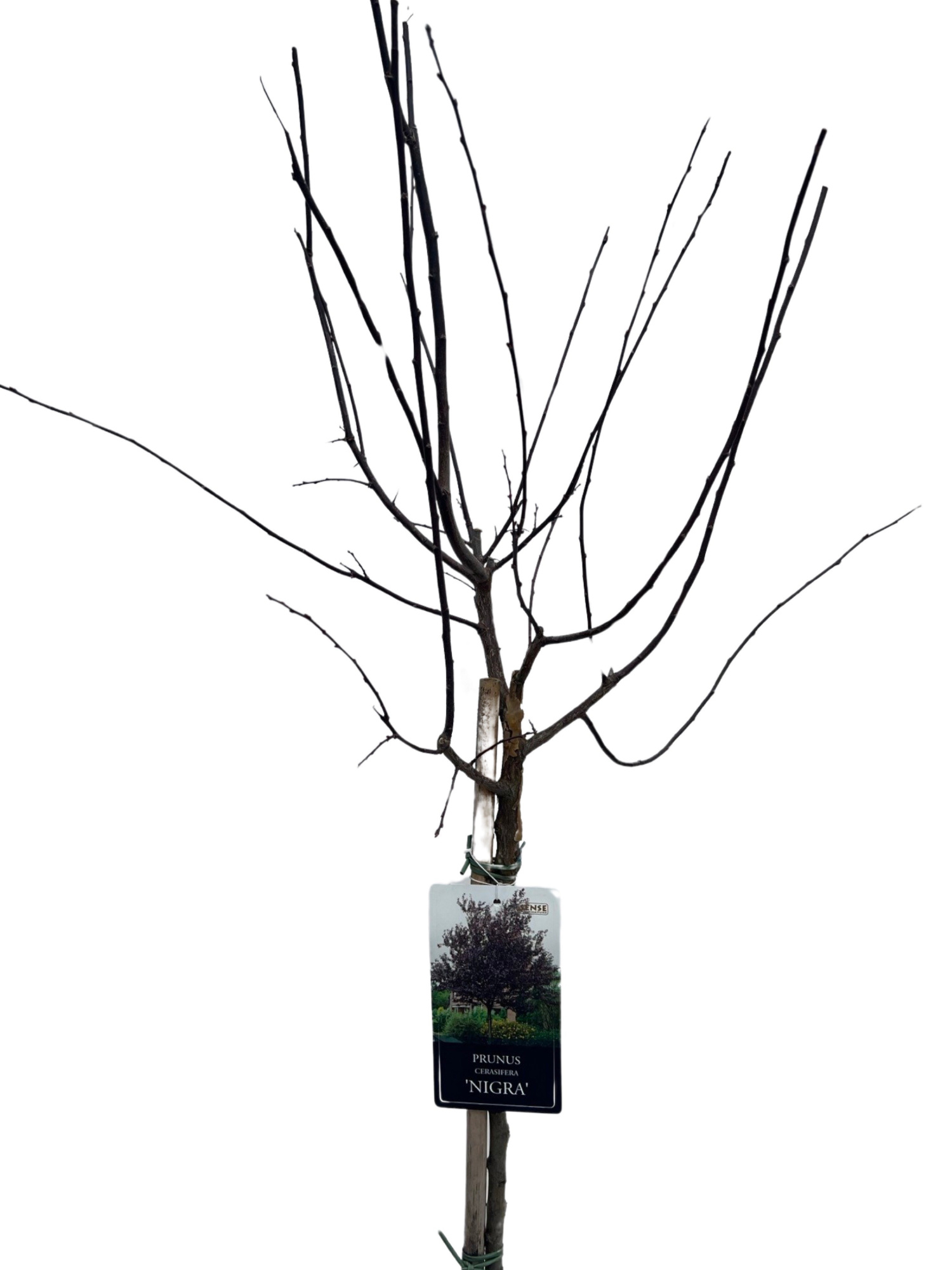 Prunus 'Nigra' Stam 90cm, D 26