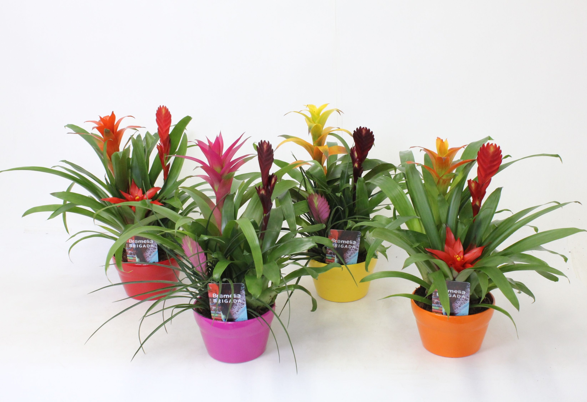 Bromelia Elle Schaal 16, D 17 cm
