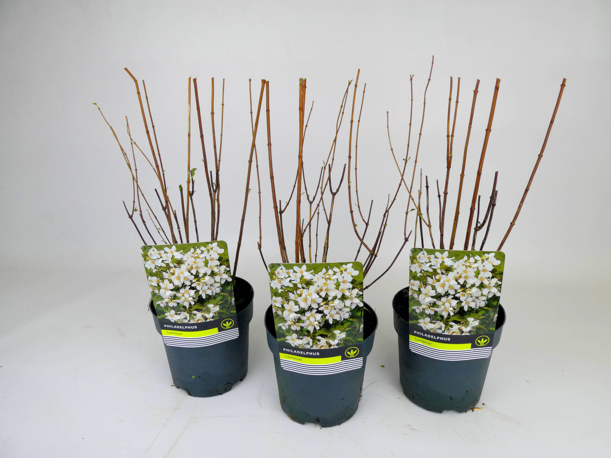 Deutzia 'Lemonei', D 14