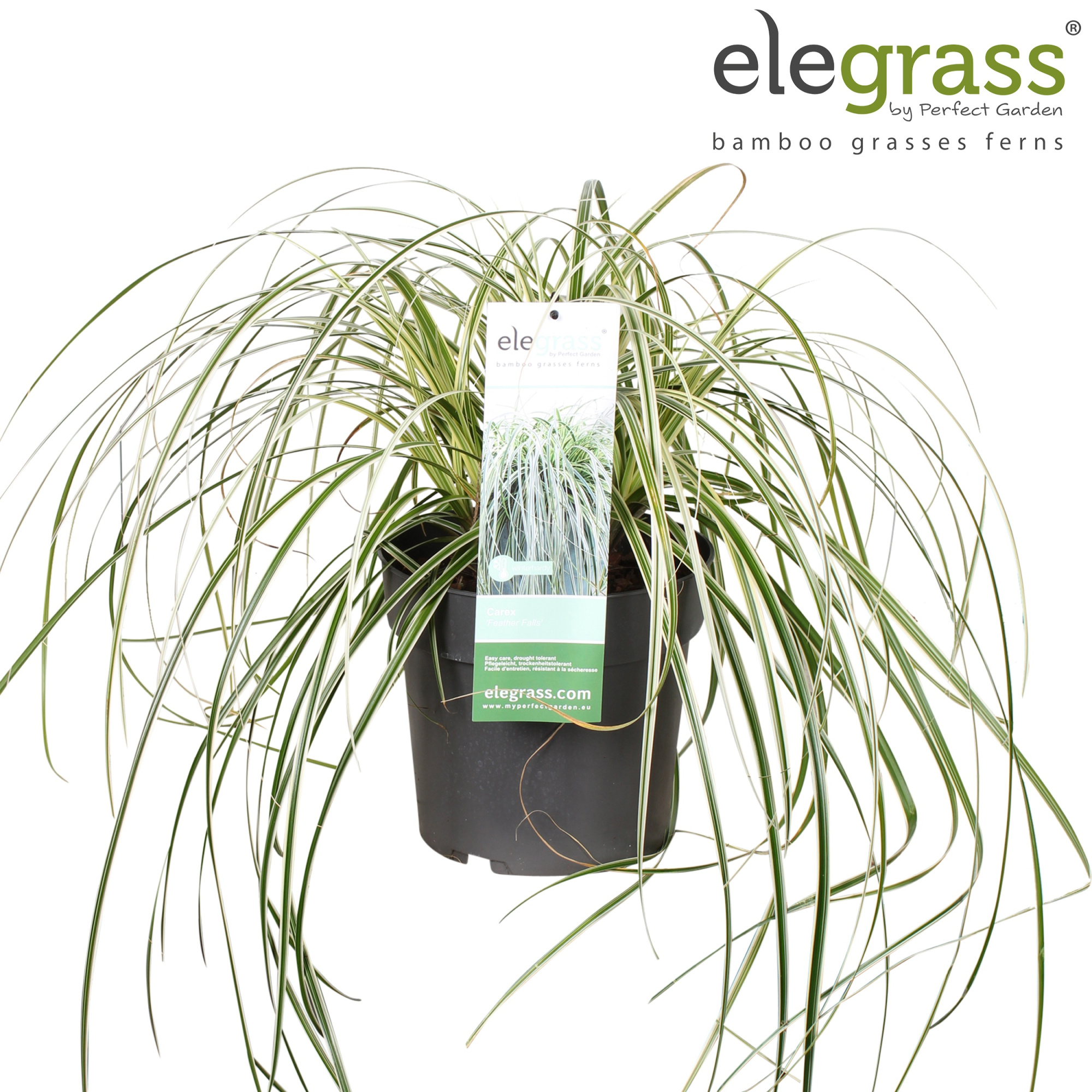 Carex 'Feather Falls' P23, D 23 cm