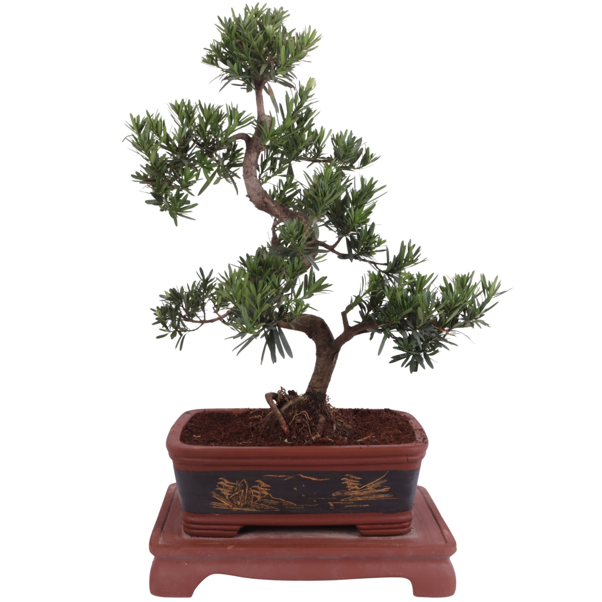 Bonsai Podocarpus in Ø40cm Ceramic Special Pot, D 40 cm