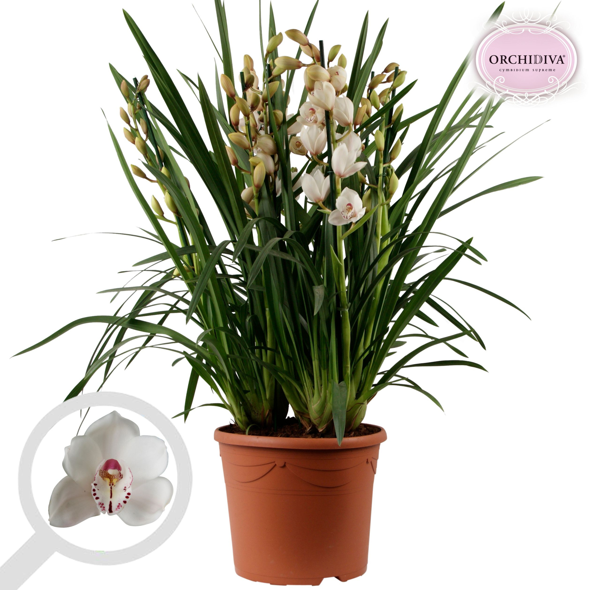 Cymbidium wit 10+tak getoufd, D 30 cm