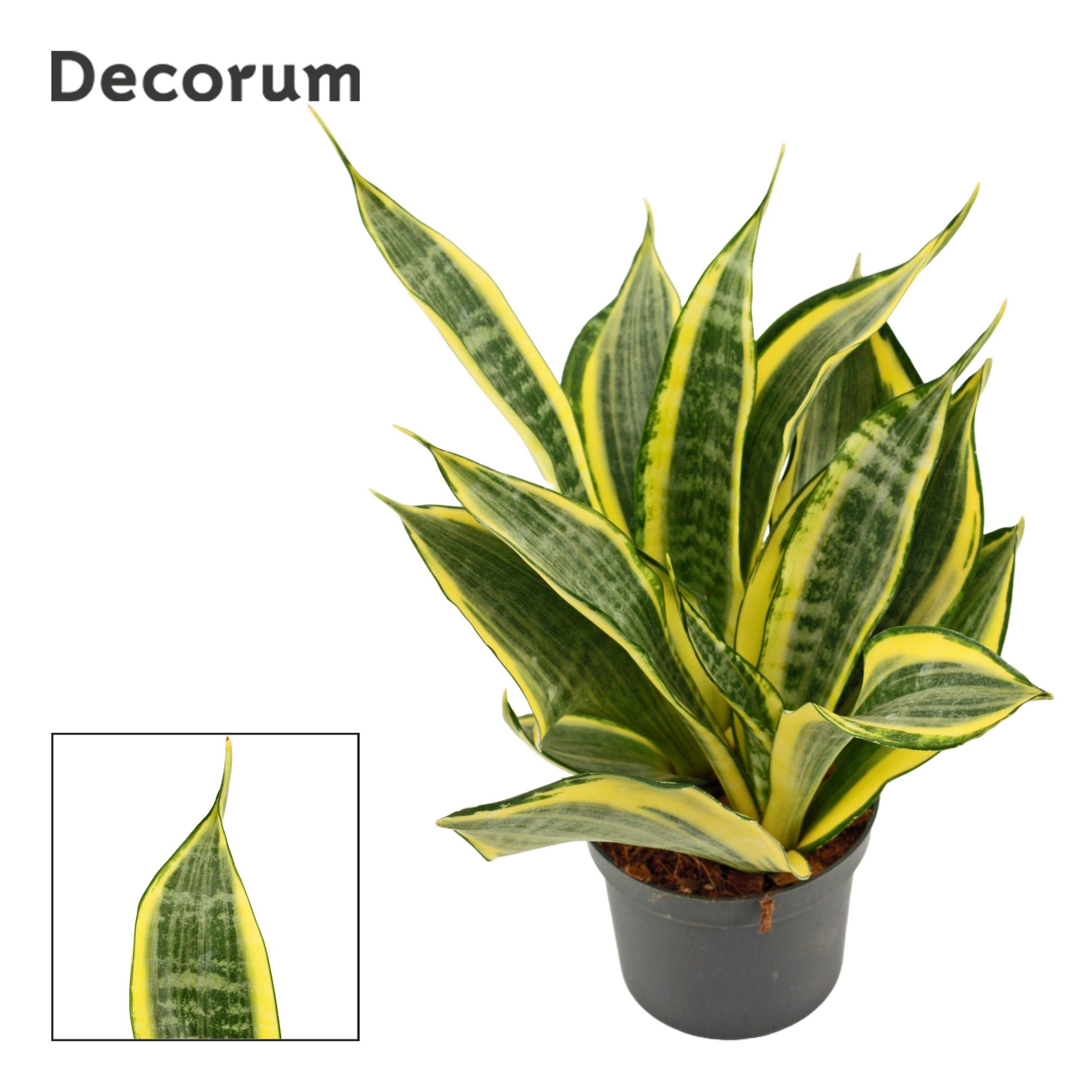 Sansevieria Hi Color 9 cm (Decorum), D 9 cm