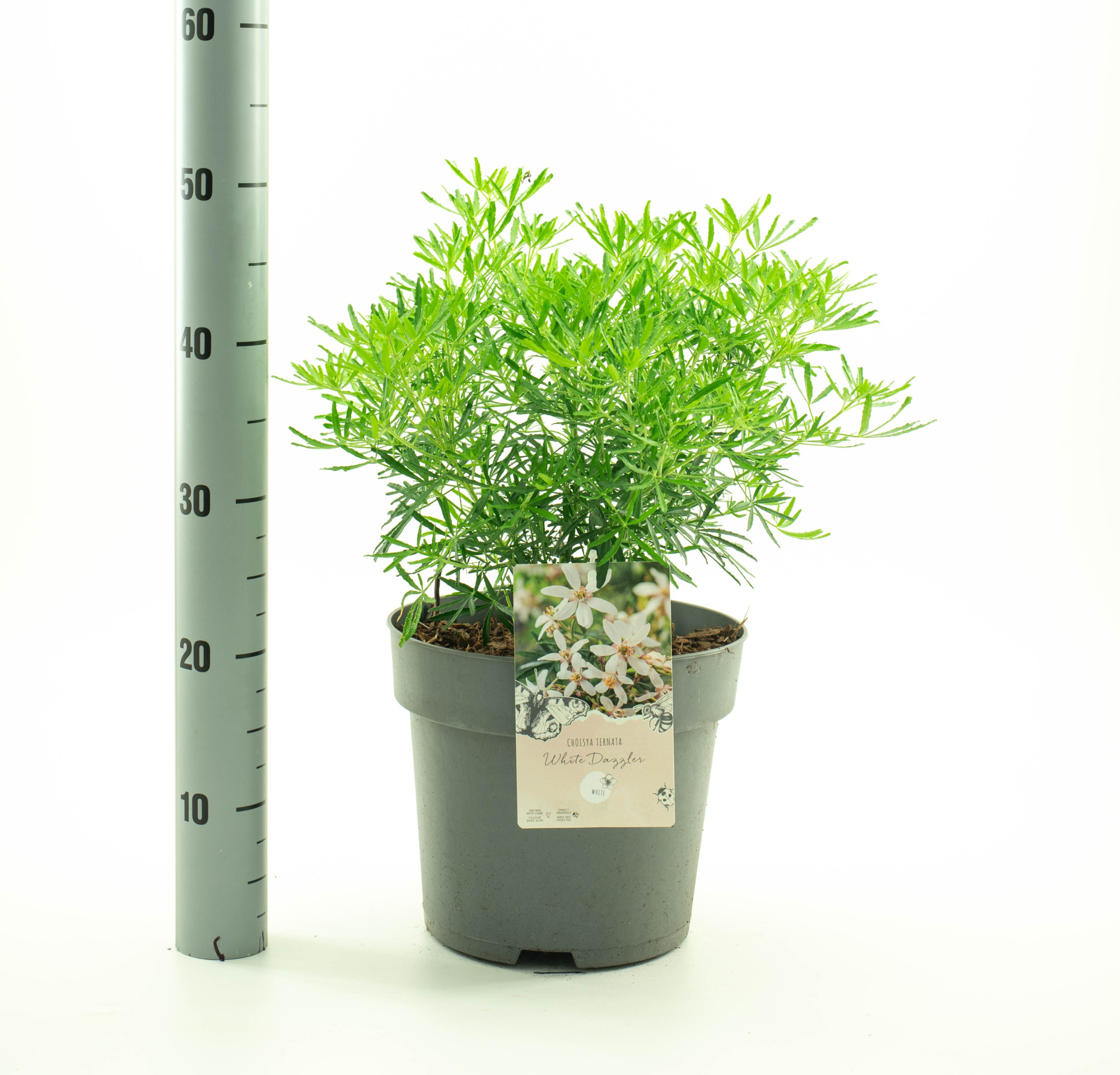 Choisya 'White Dazzler', D 26 cm