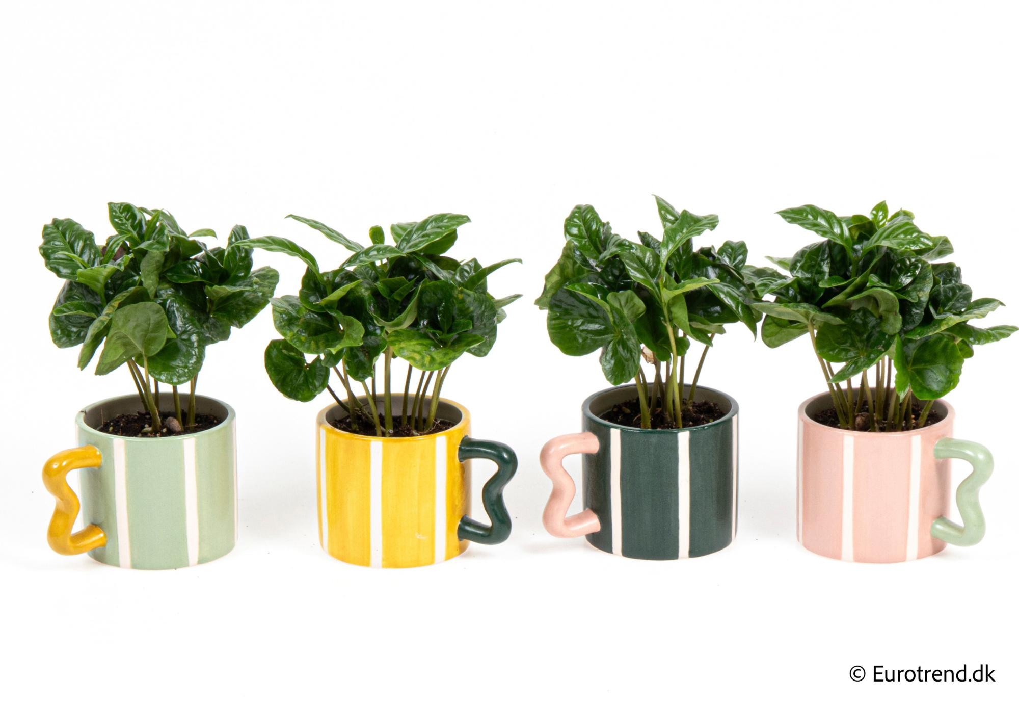 Coffea in New Look ceramic 2026, D 6
