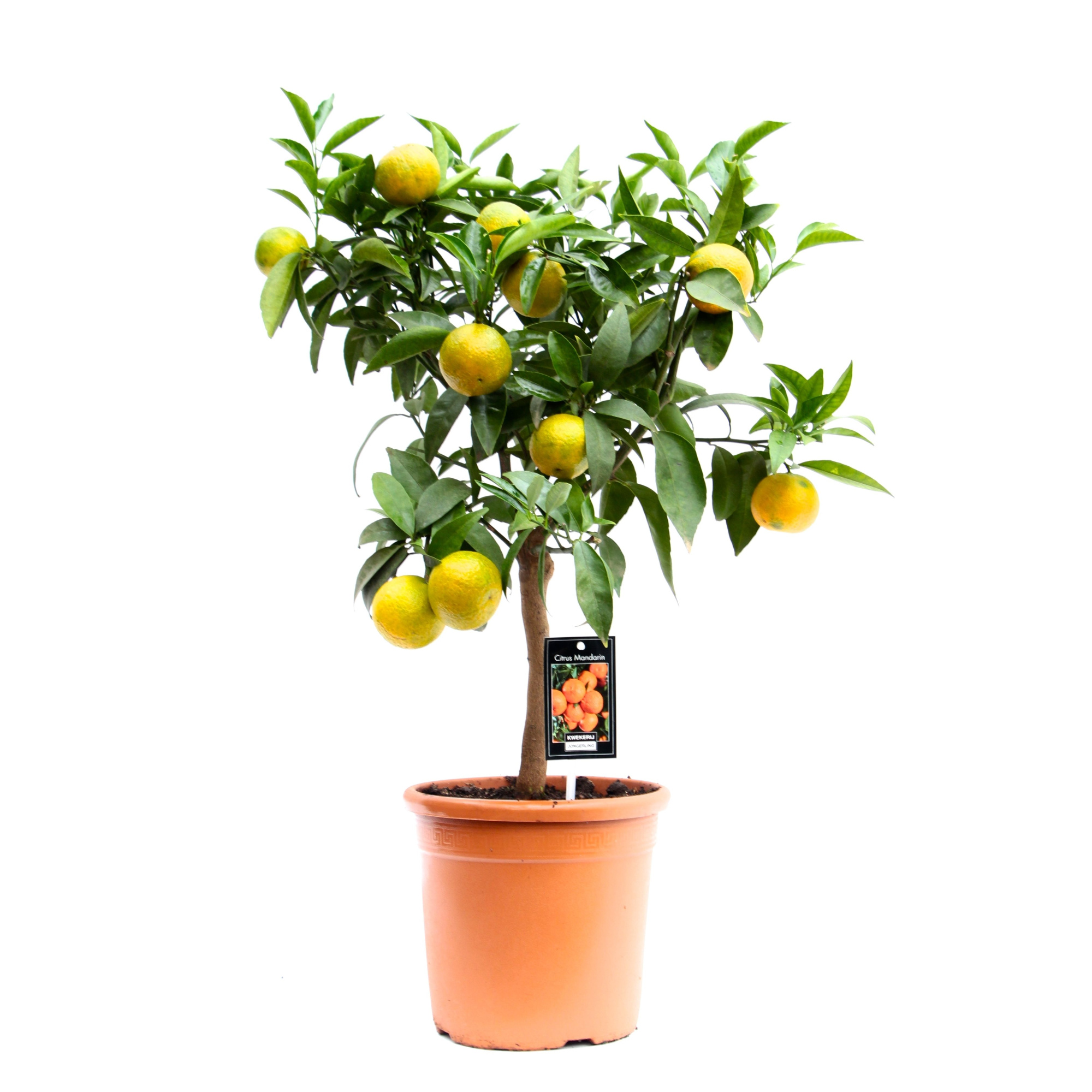 Citrus Clementine, D 22 cm