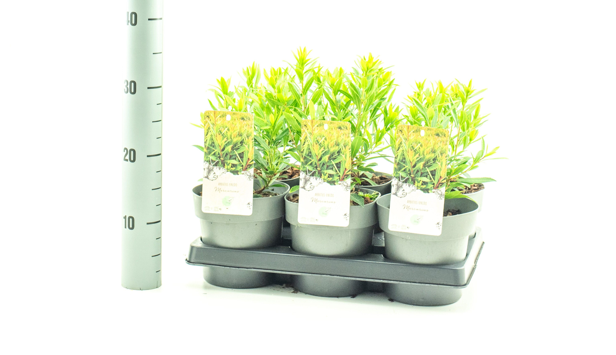 Arbutus unedo 'Mercurius', D 15 cm