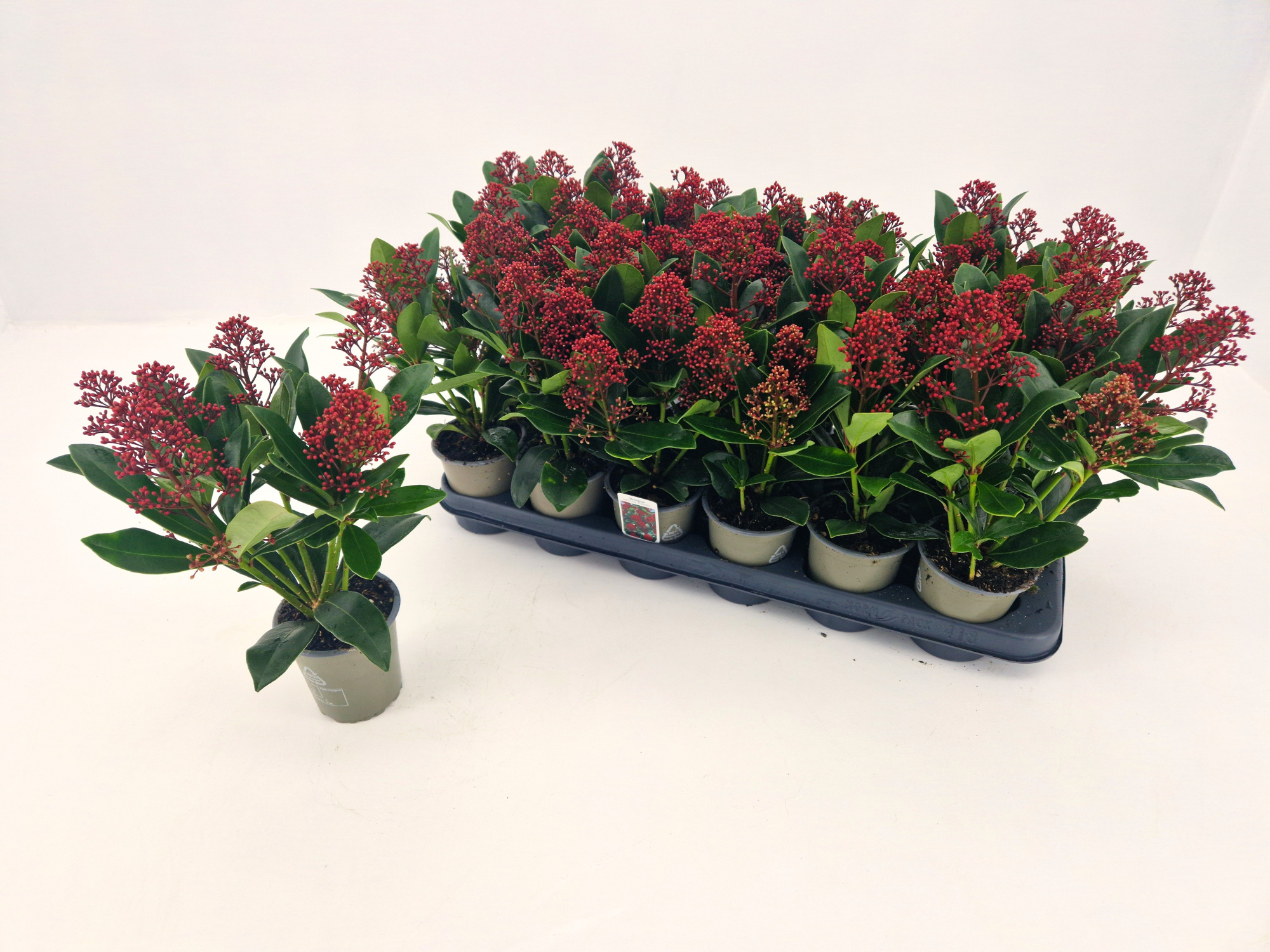 skimmia jap rubella p9 4+, D 9 cm