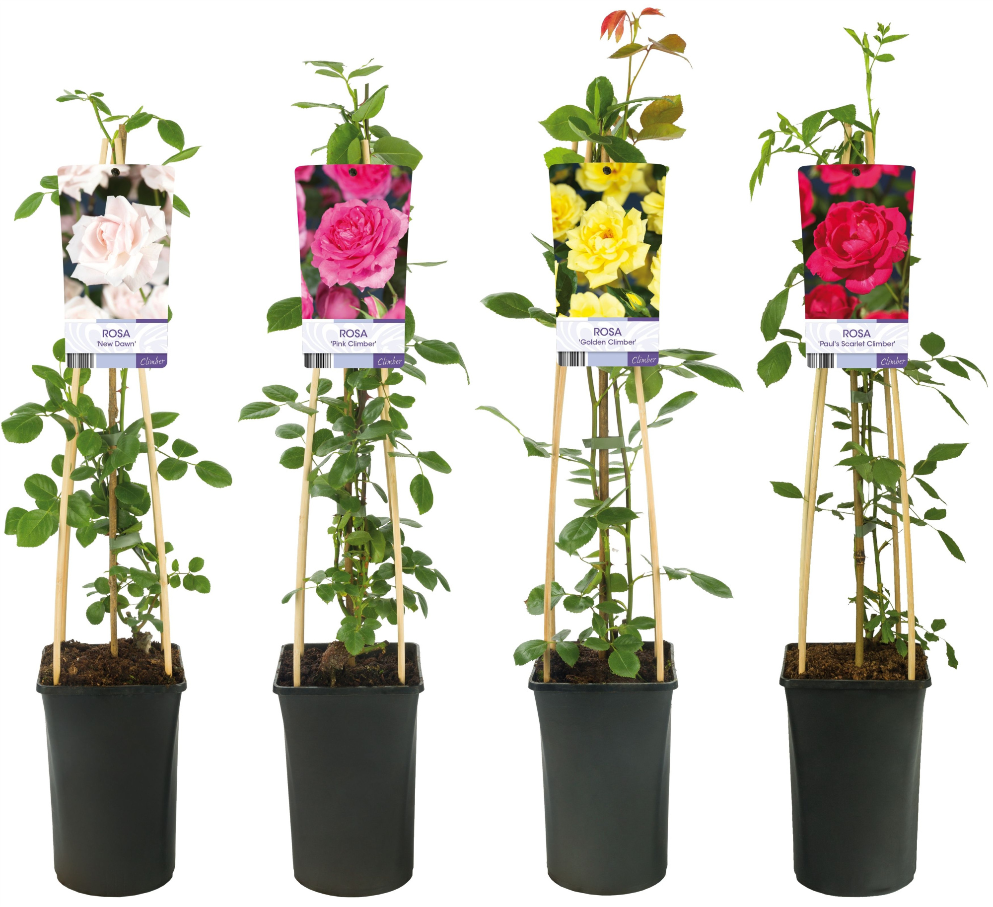 Mixshelf Rosa +light label, D 17 cm