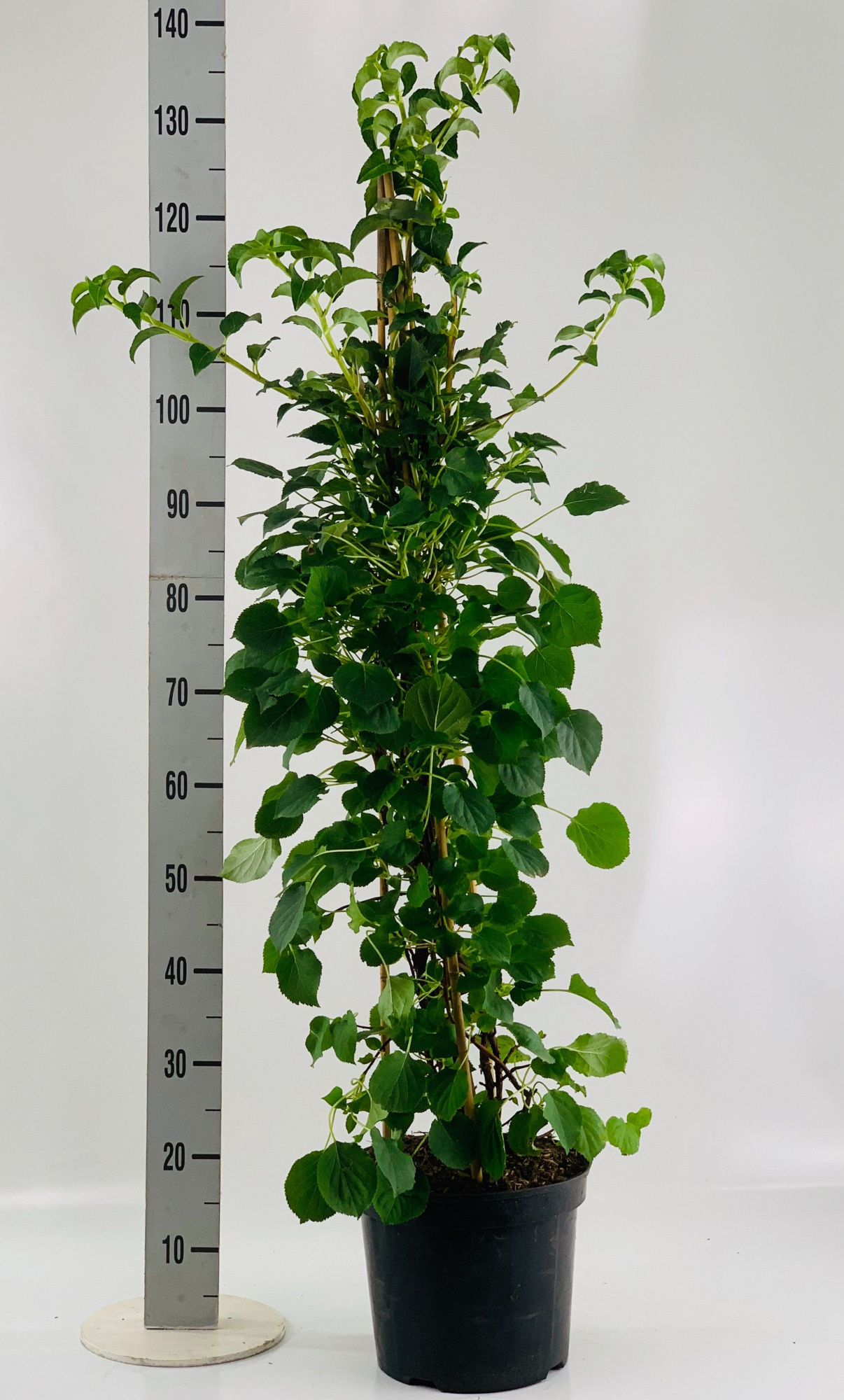 Hydrangea petiolaris 100-, D 26 cm