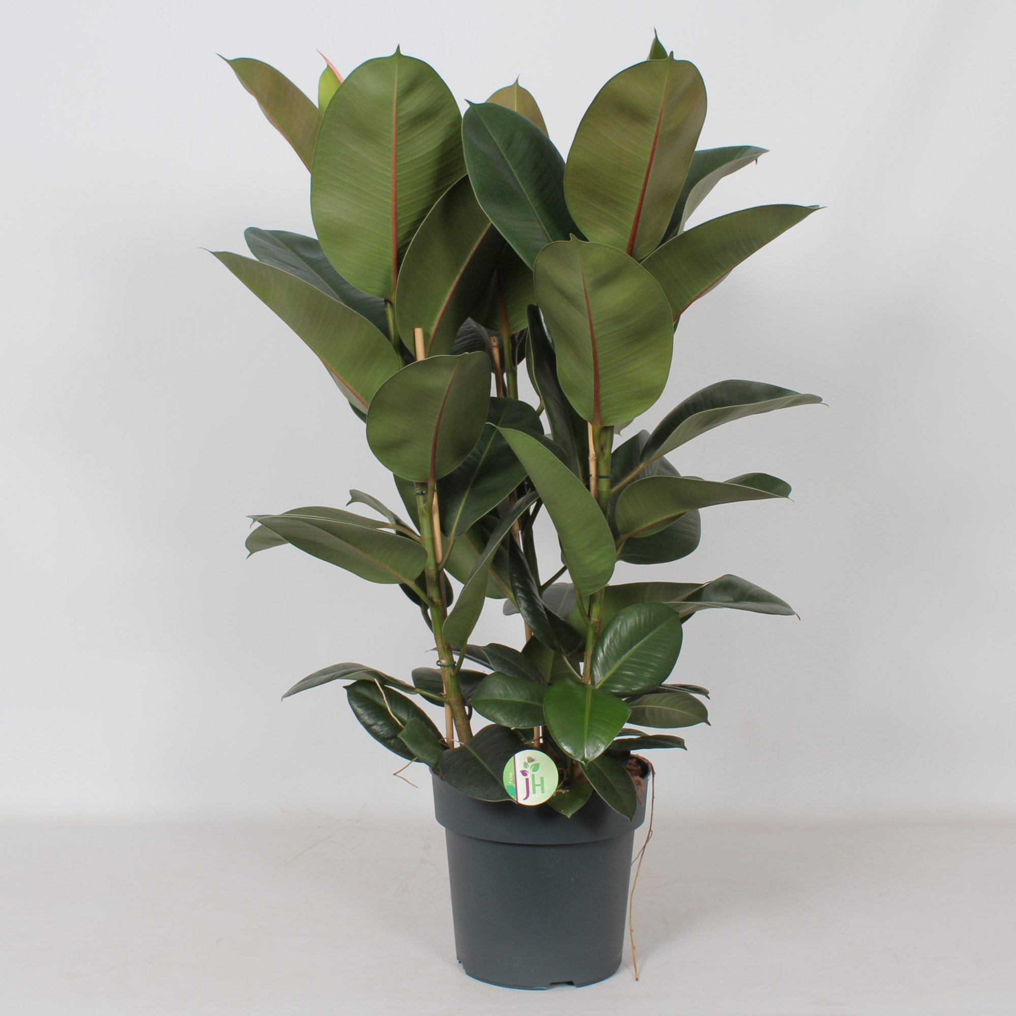 Ficus 'Robusta', D 27