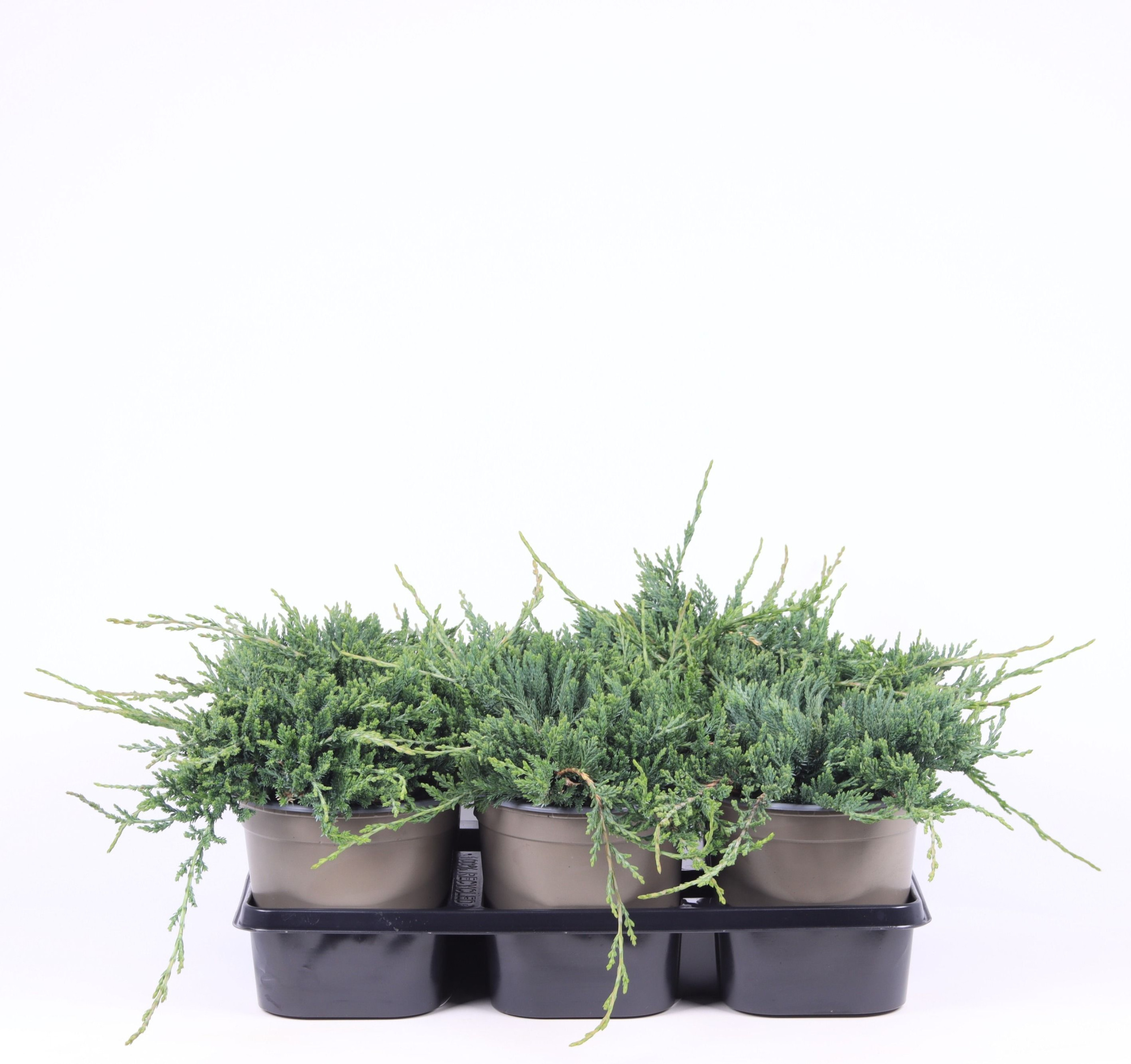 Juniperus horizontalis 'Wiltonii', D 15 cm