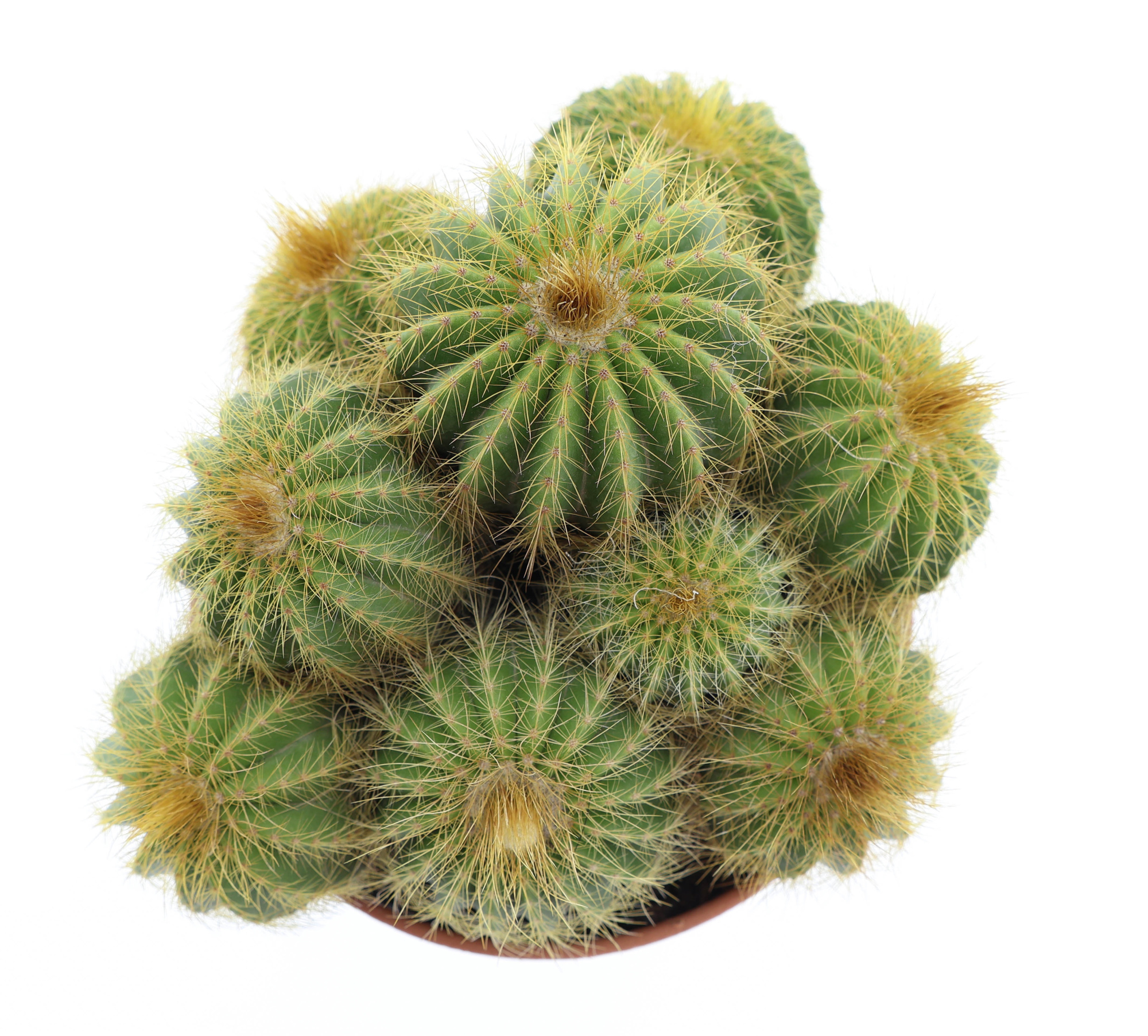 Notocactus Warassi, D 17 cm