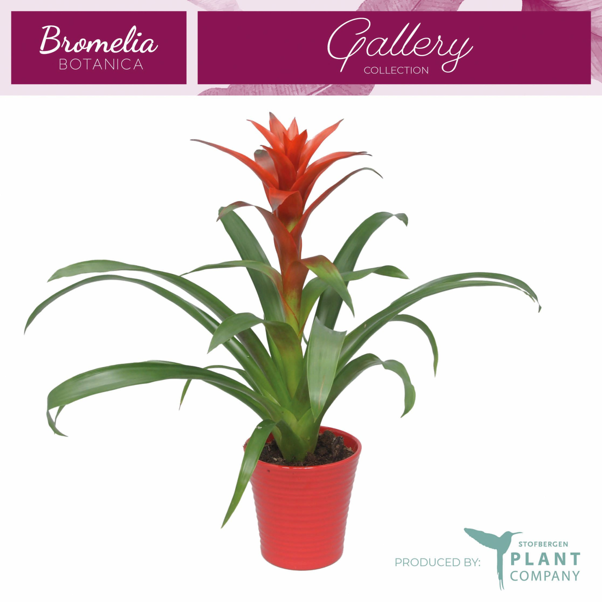 Guzmania Ostara in Rood keramiek, D 12 cm