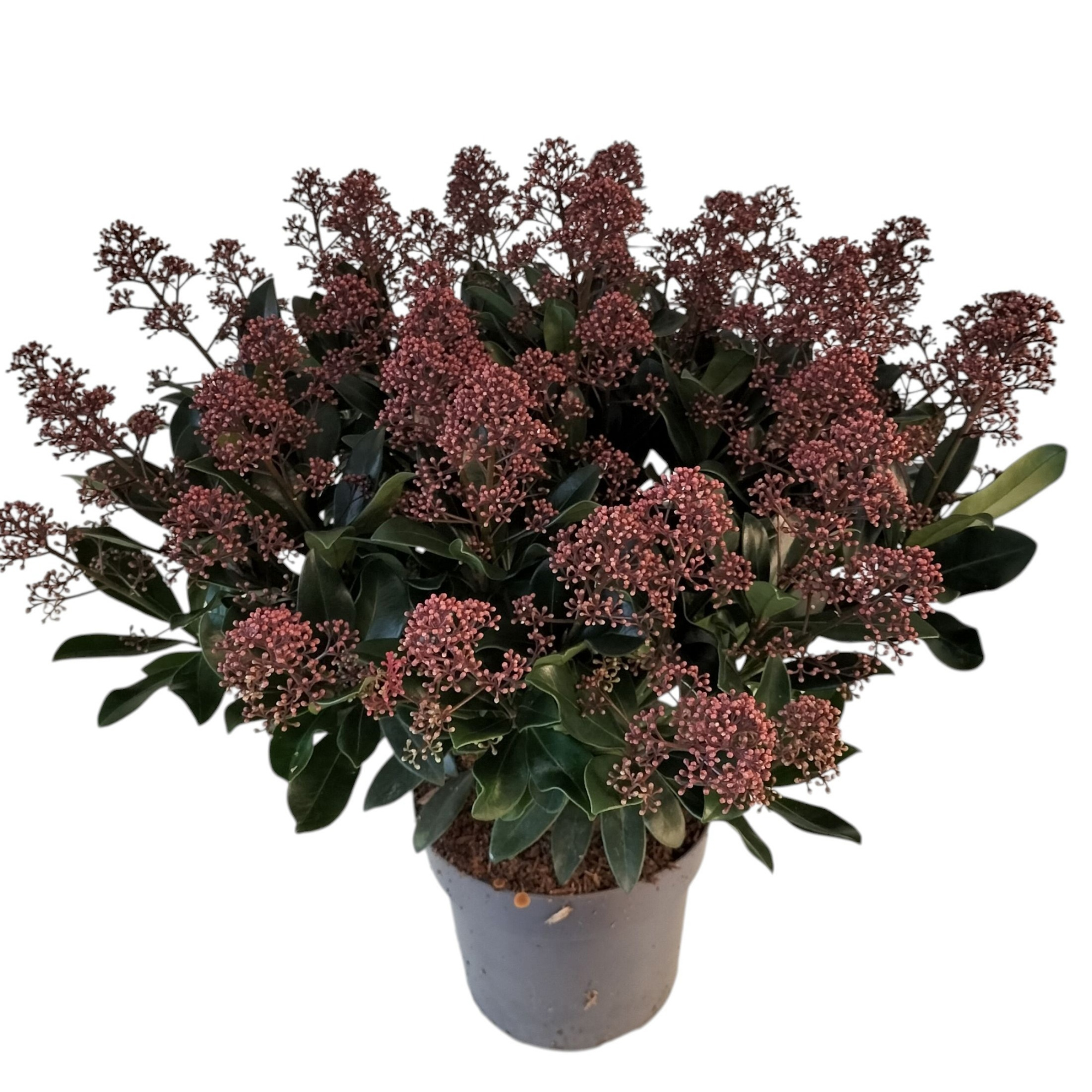 Skimmia jap 'Rubella' 19cm 50+ bloem, D 19 cm