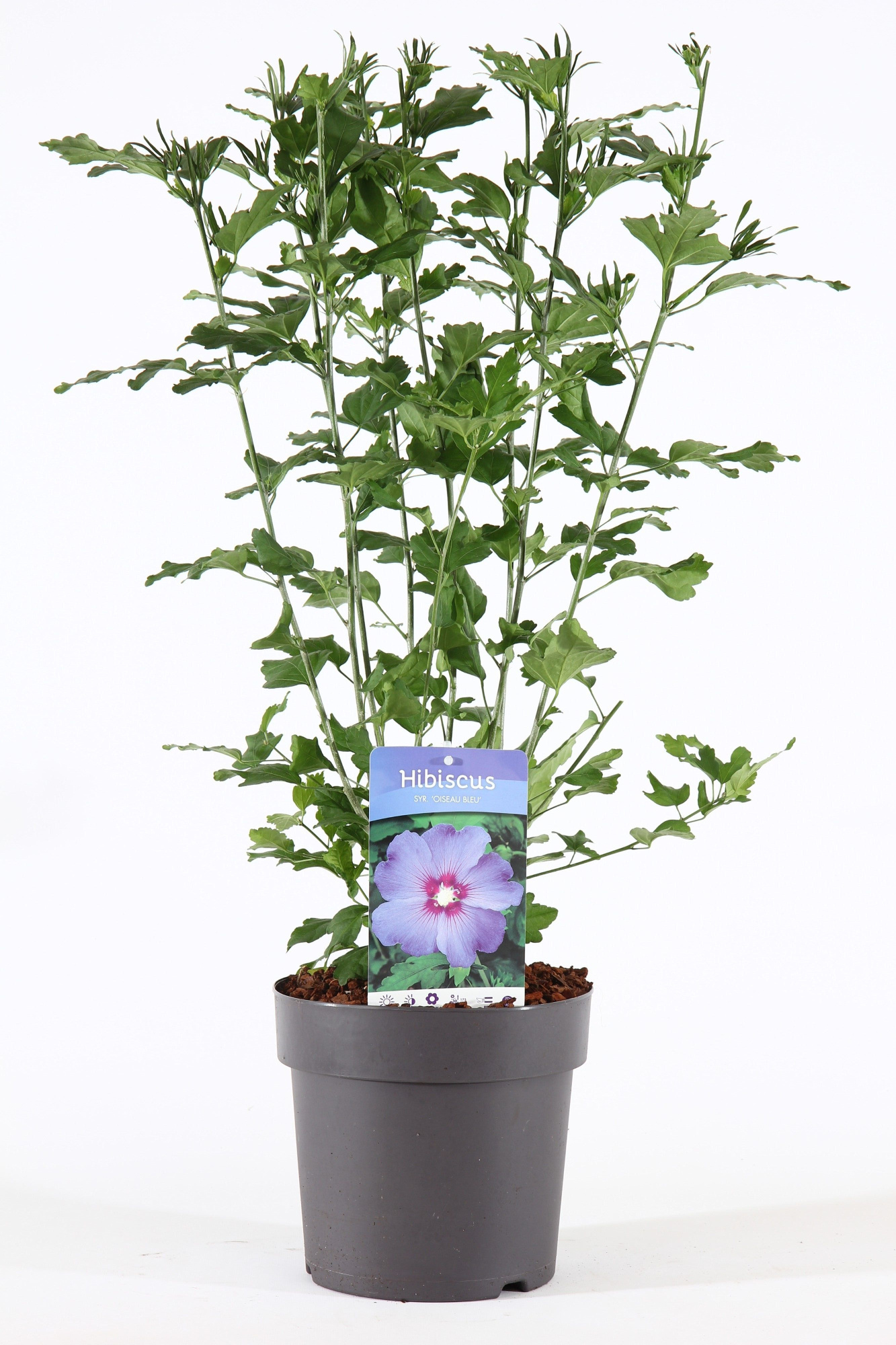Hibiscus syr. 'Oiseau Bleu' P21/C4.6, D 21 cm