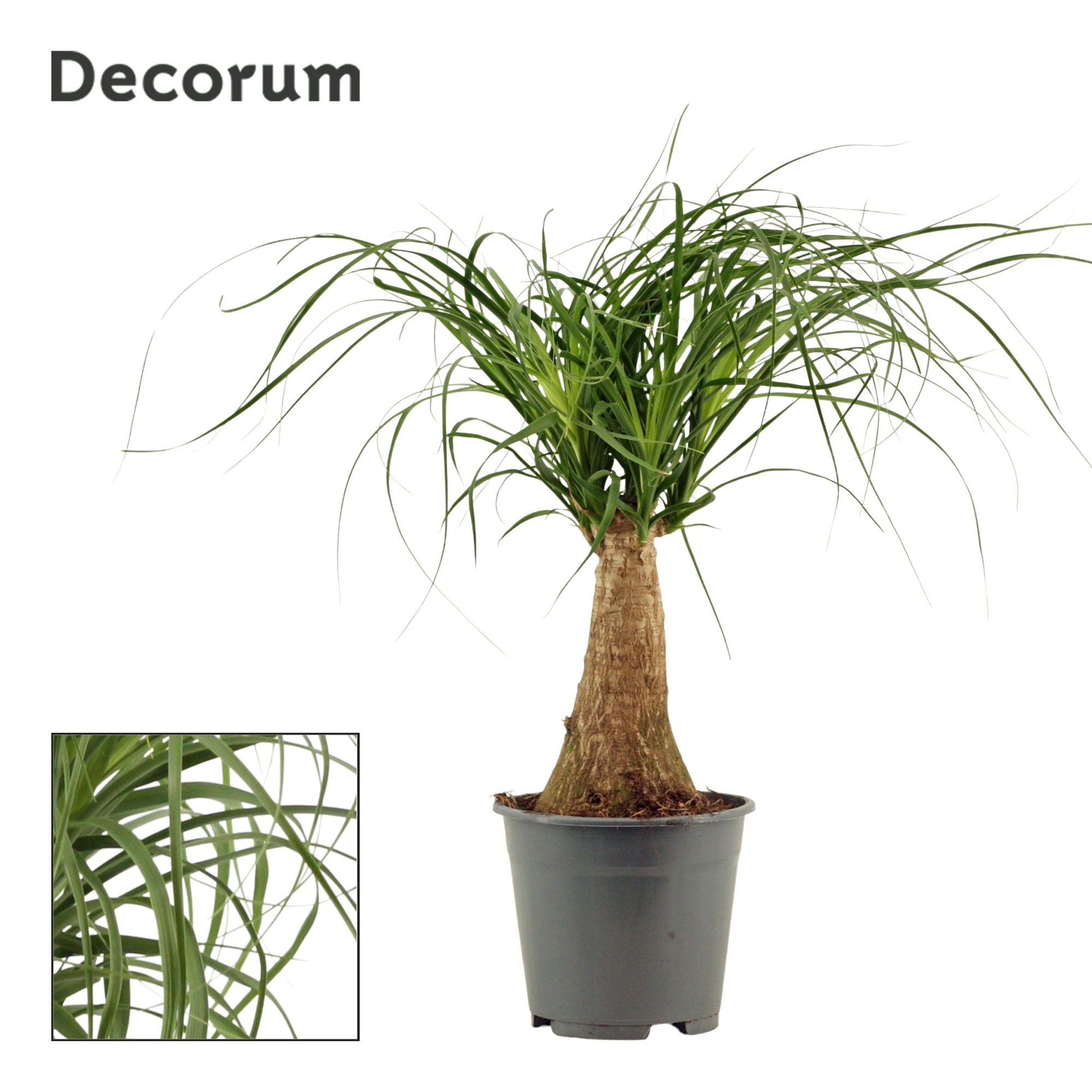 Beaucarnea recht 14 cm (Decorum), D 14 cm