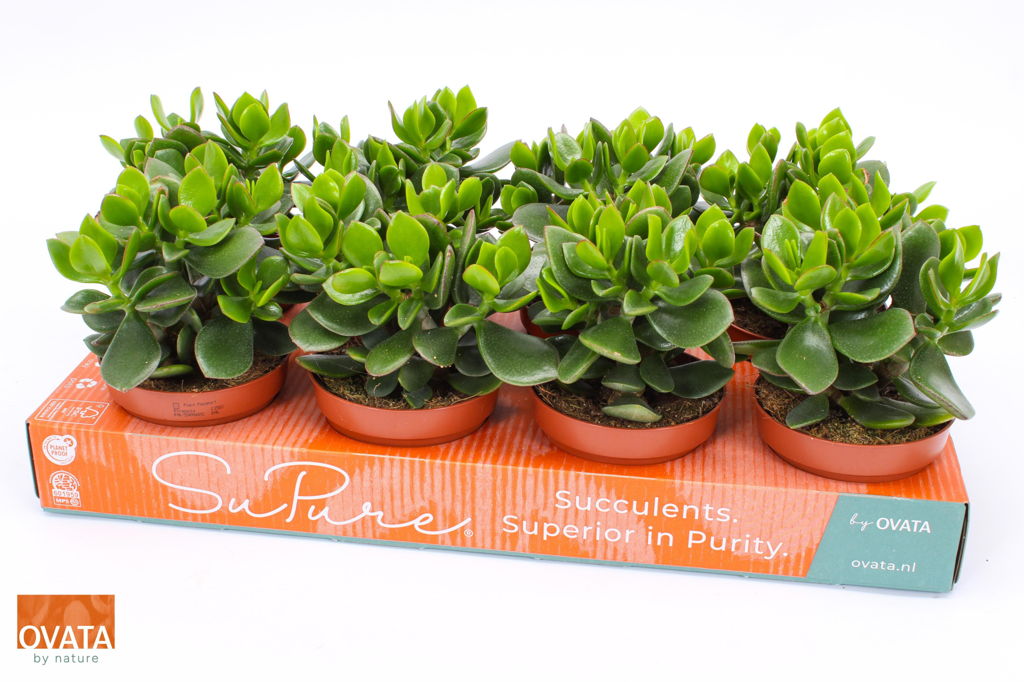 Crassula hulk 12, D 12